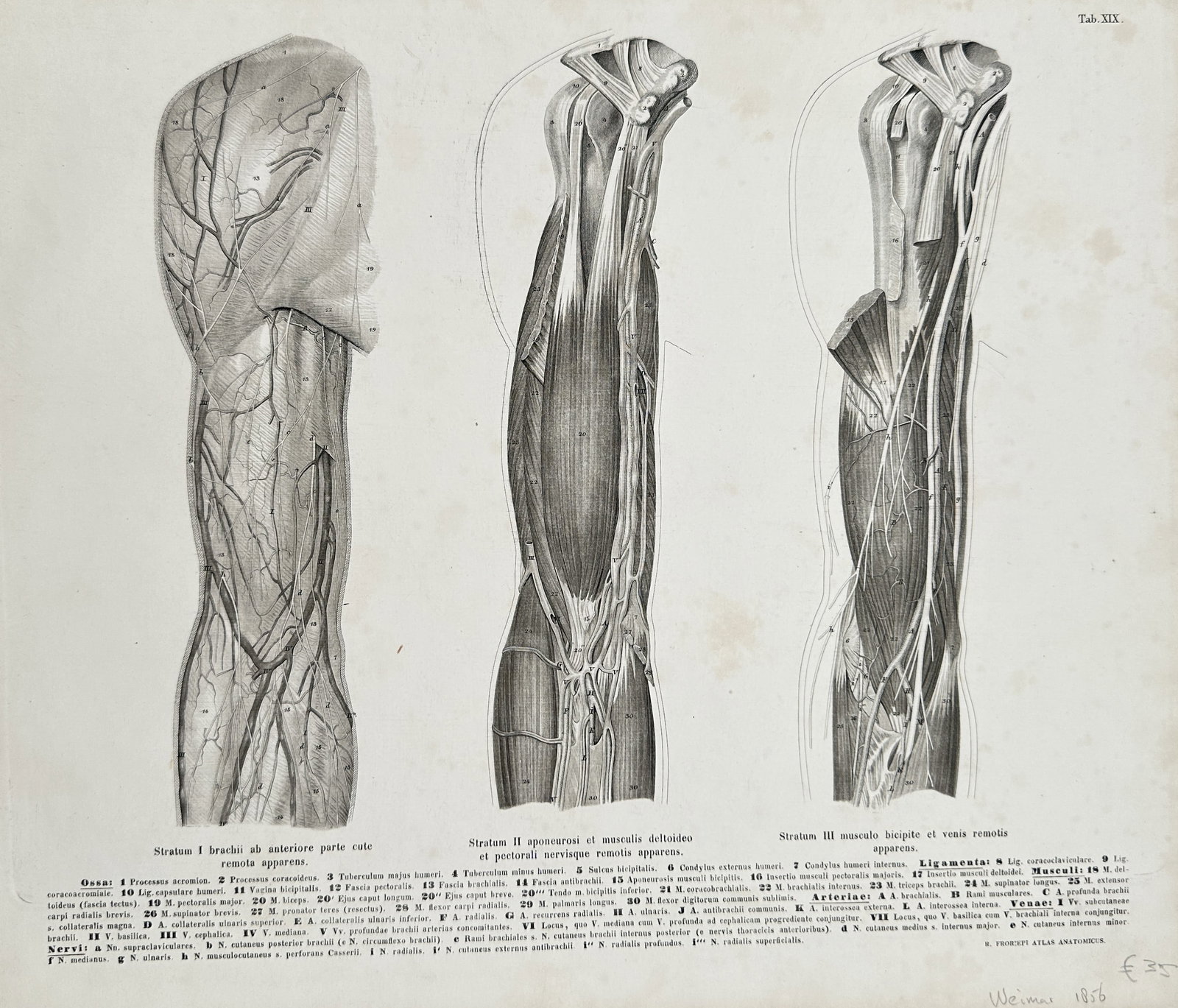 Paolo Mascagni (1755-1815) – Anatomy of the Arm and Forearm – Engraving (c. 1833) (1 of 2)