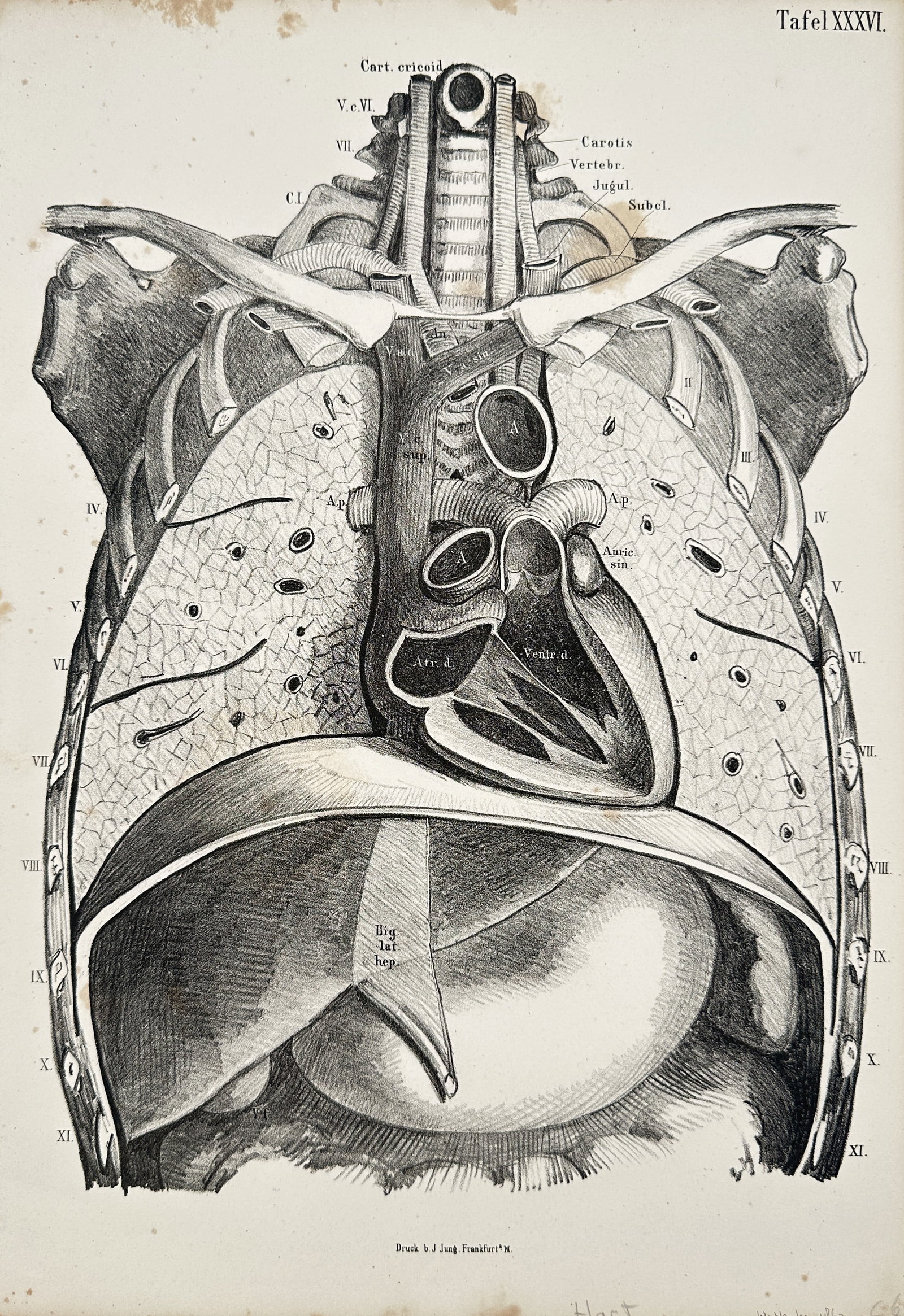 Wilhelm Henke (1834-1896) – Anatomy of the Thorax and Upper Abdomen – Lithograph (c. 1867): This lithograph presents a topographical anatomical study of the human thorax and upper abdomen, revealing the internal structure of the heart, lungs, diaphragm, and liver, designated as Tafel XXXVI. 
