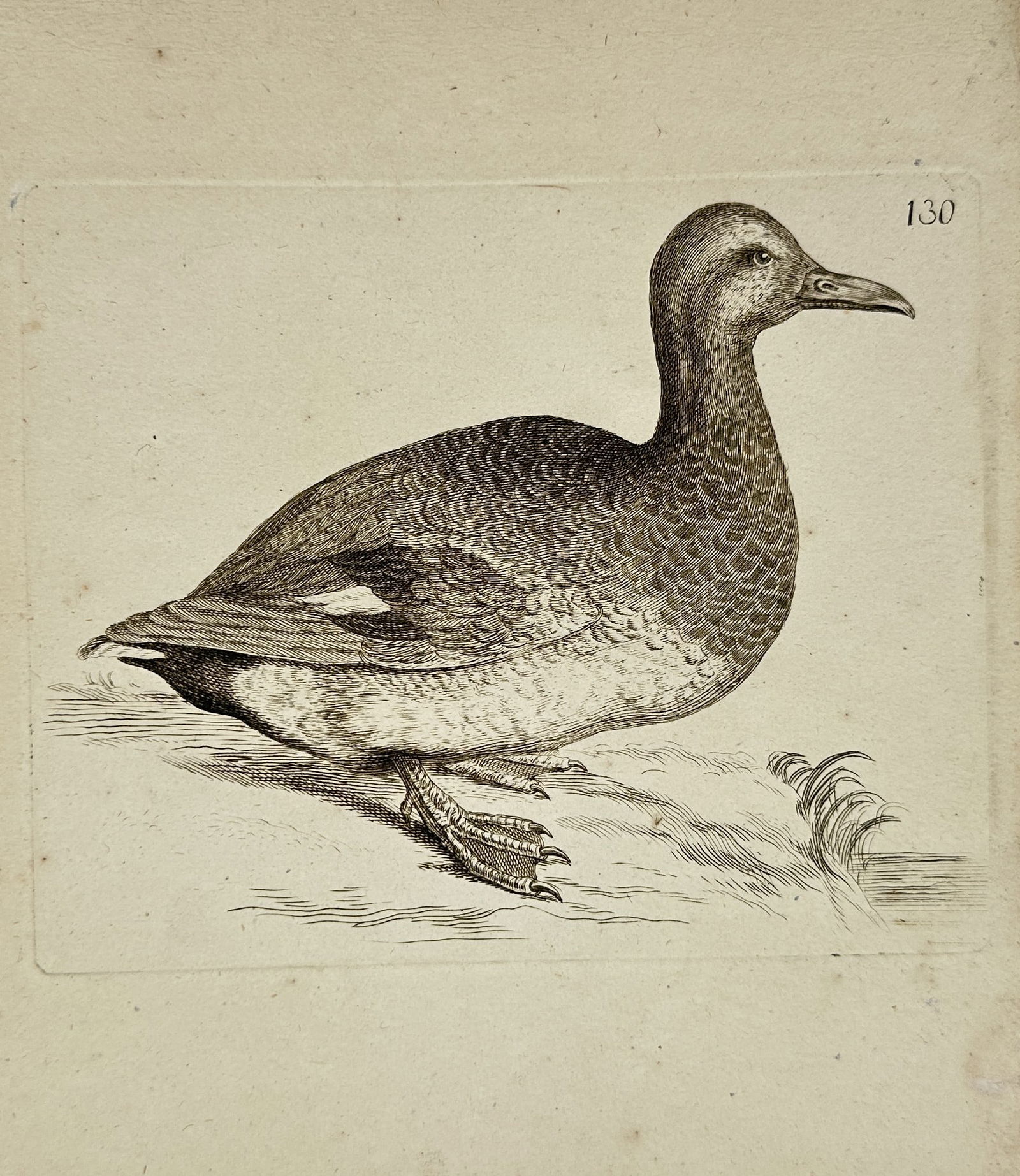 Unknown Artist – Duck on Water's Edge (Plate 130) – Engraving (18th/19th Century) (1 of 2)