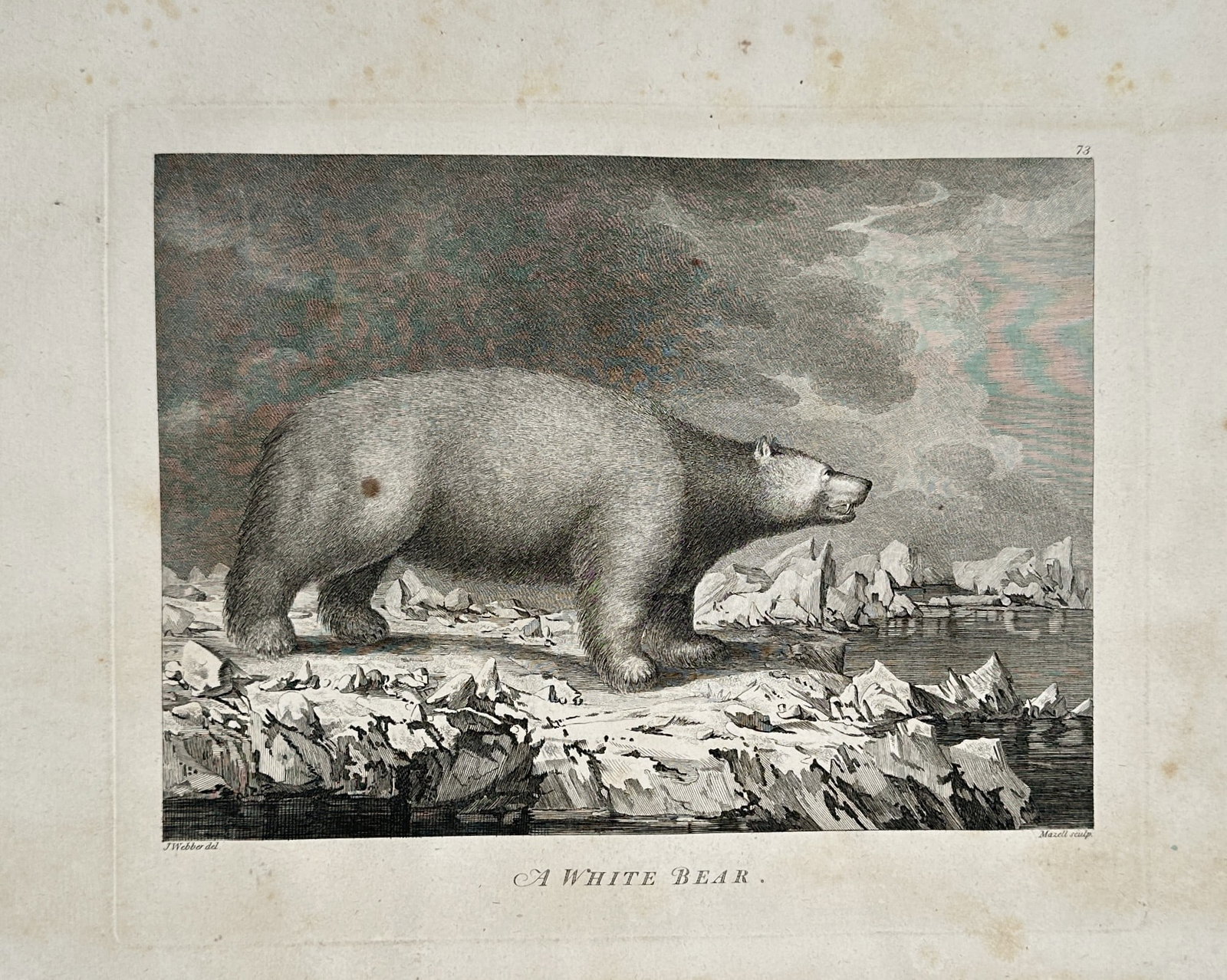 John Webber (1751-1793) – A White Bear – Large Folio Engraving (c. 1784) (1 of 2)