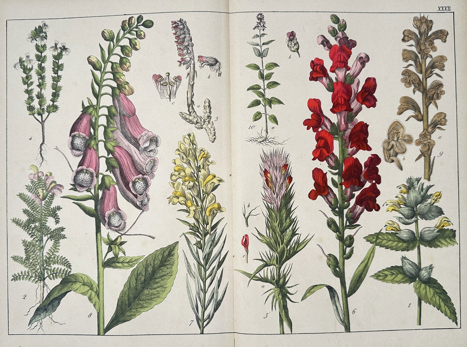 Jacob Sturm – Botanical Illustration: Foxglove, Snapdragon, and Toadflax (Plate XXXII): This double-page botanical illustration features a variety of medicinal and field plants, including Foxglove (Digitalis), Snapdragon (Antirrhinum), Toadflax (Linaria), and Broomrape (Orobanche), depic