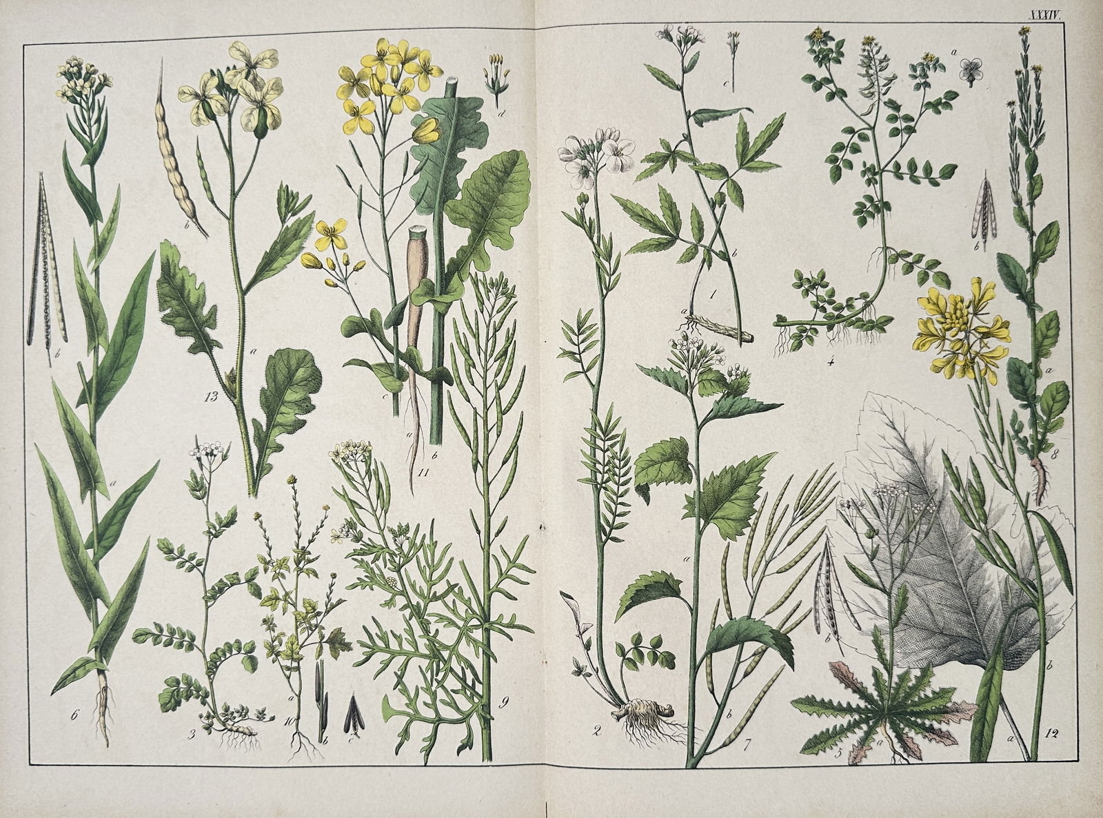 Jacob Sturm – Botanical Illustration: Garlic Mustard, Toothwort, and Wild Radish (Plate XXXIV) (1 of 2)