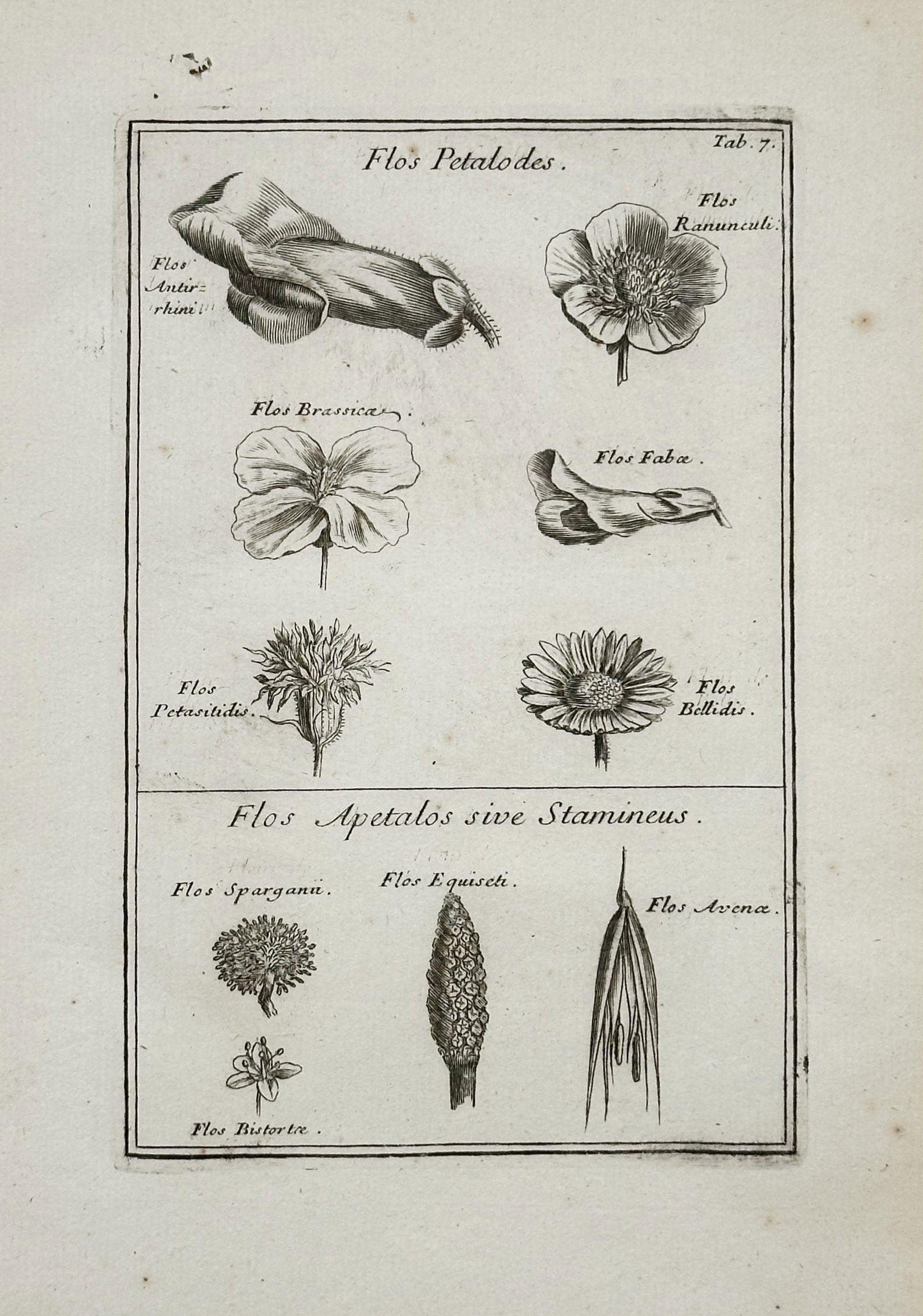 Joseph Pitton de Tournefort – Petaloid and Apétalous Flowers – Engraving (18th Century): This engraving, titled "Flos Petalodes" (Petal-like Flower) and "Flos Apetalos sive Stamineus" (Apétalous or Stamen-like Flower), is a botanical illustration depicting various flower types based on t