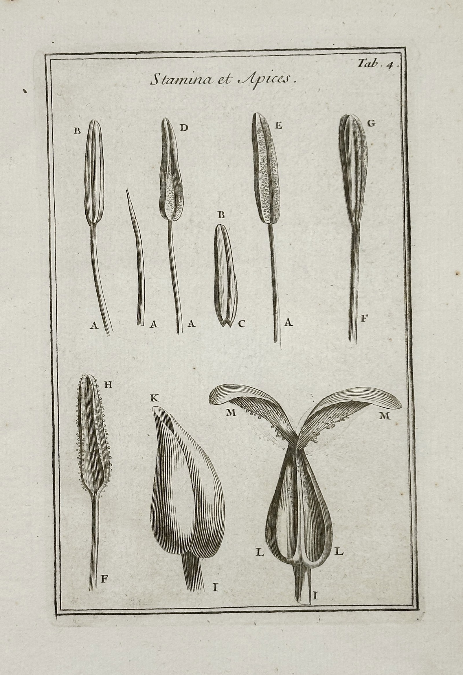 Joseph Pitton de Tournefort – Stamens and Anthers – Engraving (18th Century): This engraving, titled "Stamina et Apicés" (Stamens and Anthers), is a botanical illustration depicting various forms and structures of the stamen (male reproductive organ) and the anther (apices). T
