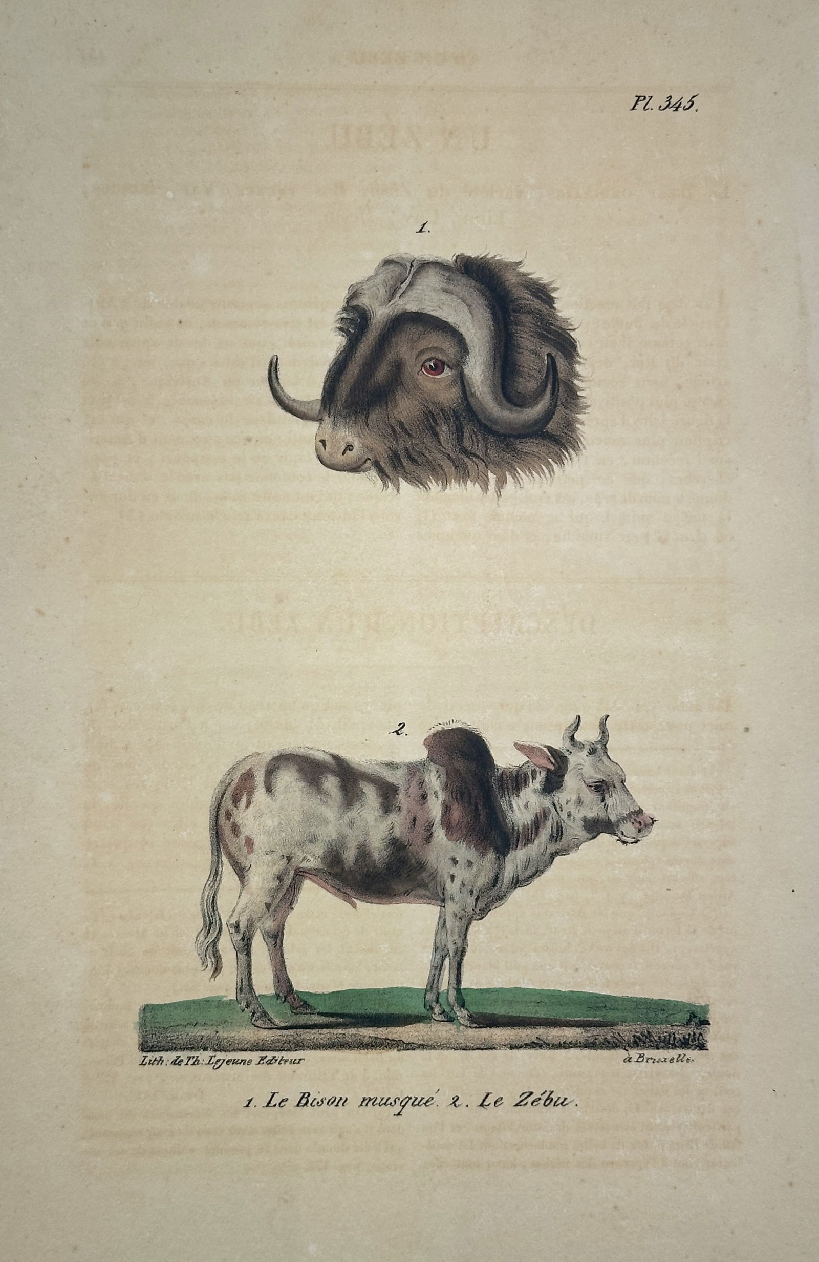 Jean-Baptiste Meunier – Le Bison Musqué et Le Zebu (Musk Ox and Zebu) (Pl. 345) (1 of 2)