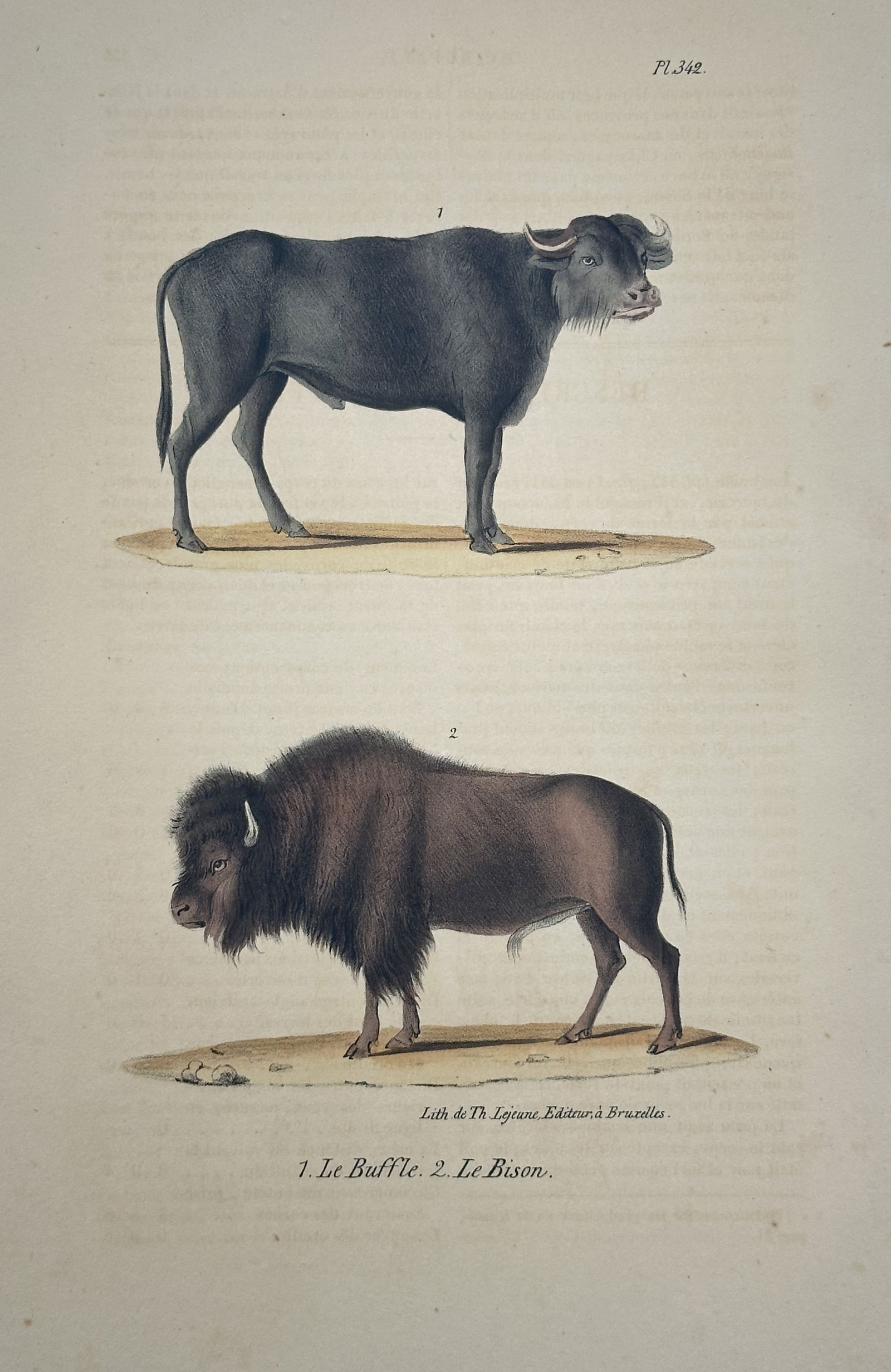Jean-Baptiste Meunier – Water Buffalo and American Bison (Pl. 342) – Hand-colored lithograph (1 of 2)
