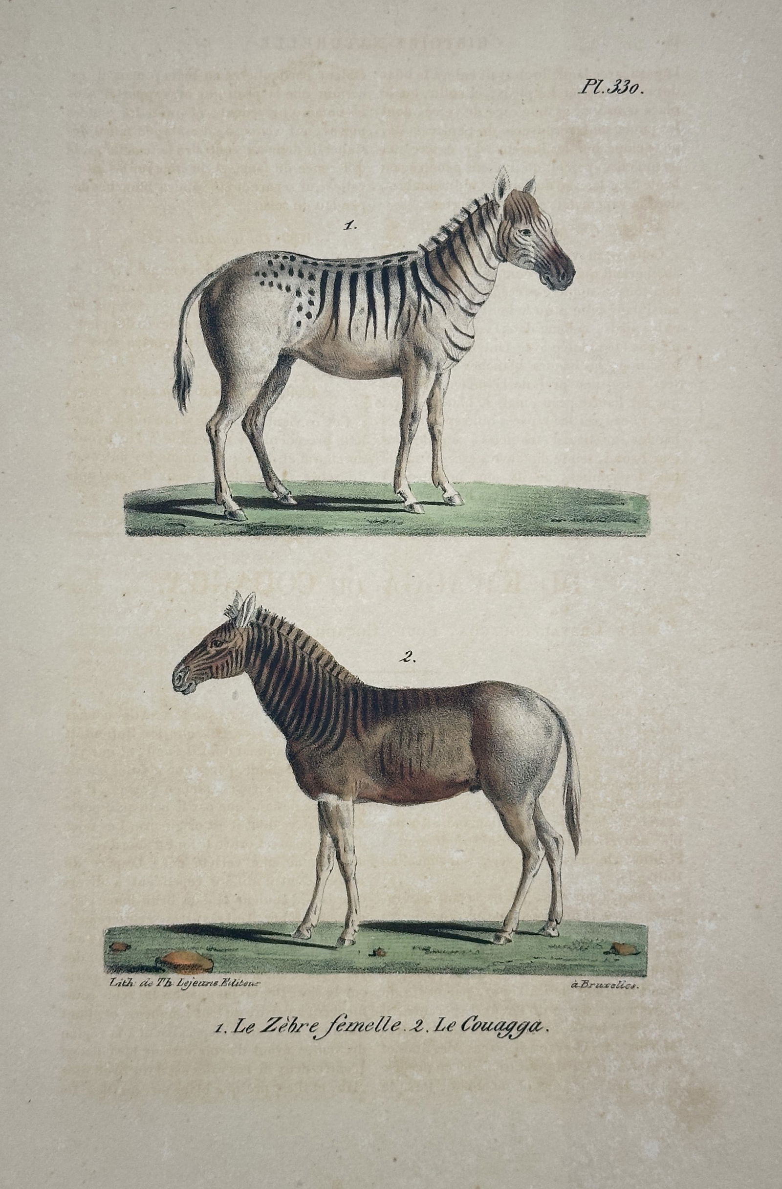 Jean-Baptiste Meunier – Female Zebra and Quagga (Pl. 336) – Hand-colored lithograph (c. 1825) (1 of 2)