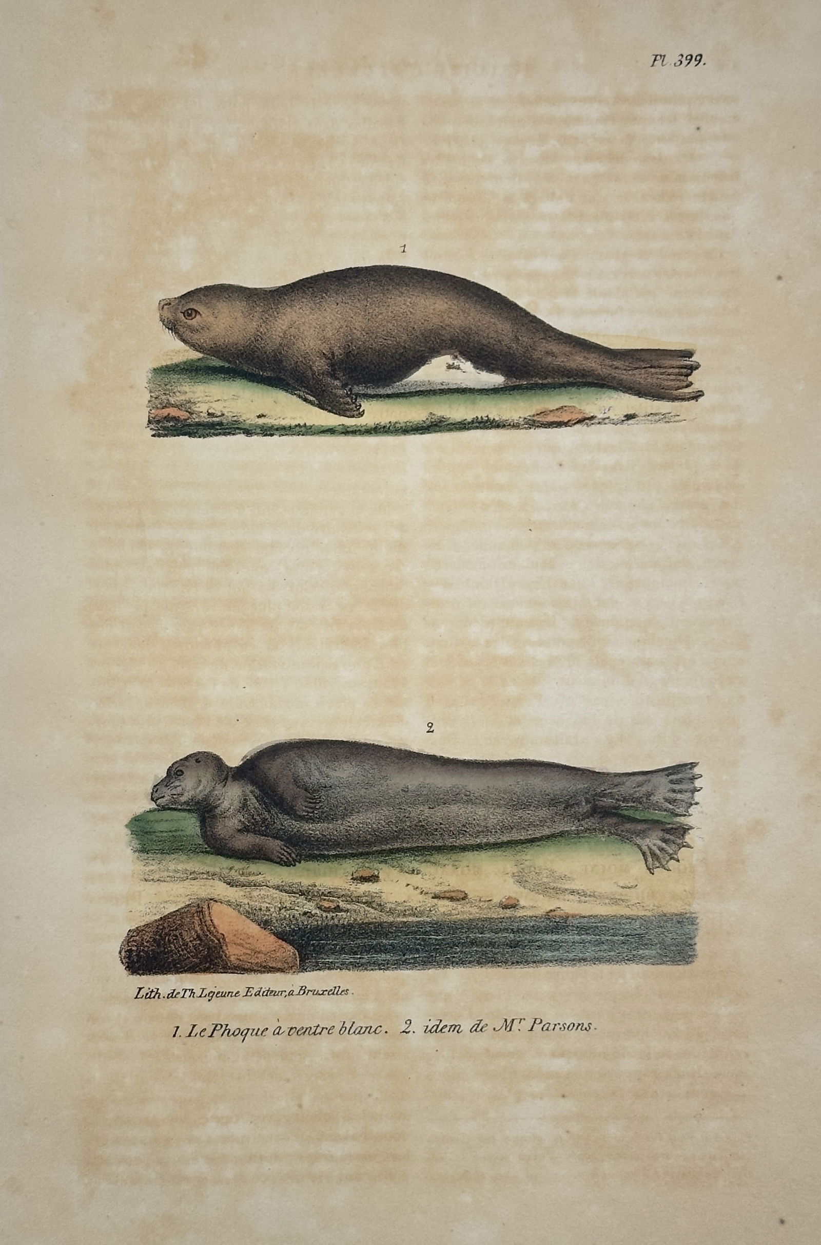 Jean-Baptiste Meunier – Le Phoque à ventre blanc et Mr. Parsons (Seals) (Pl. 399) (1 of 2)