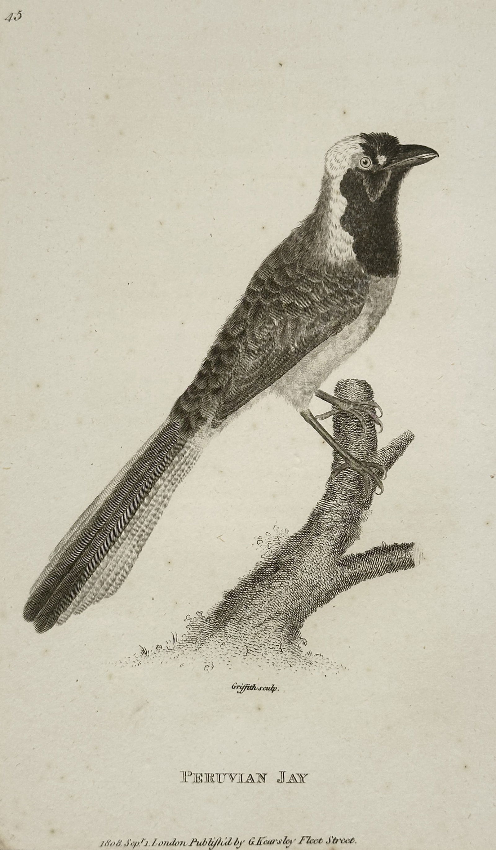 George Shaw (1751–1813) – Peruvian Jay (Plate 43) – Engraving (1804): This engraving, titled "Peruvian Jay," is a natural history illustration depicting a species of bird, a Jay or Magpie from South America, perched on a branch. The bird is shown in profile, detailed wi