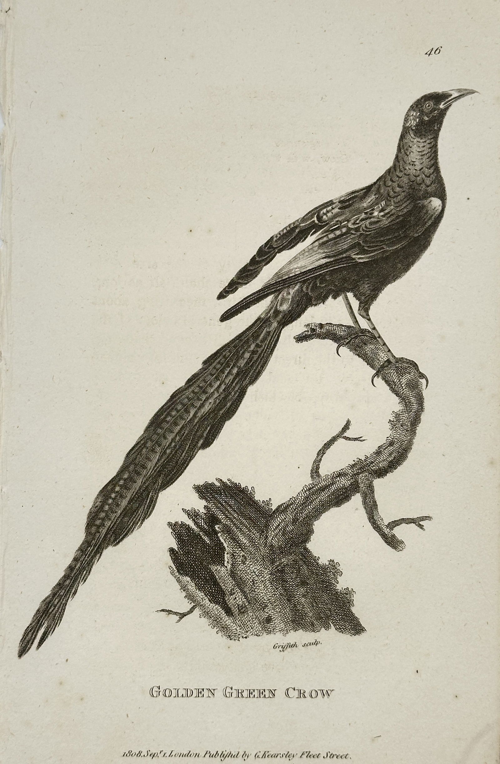 George Shaw (1751–1813) – Golden Green Crow (Plate 46) – Engraving (1804) (1 of 2)
