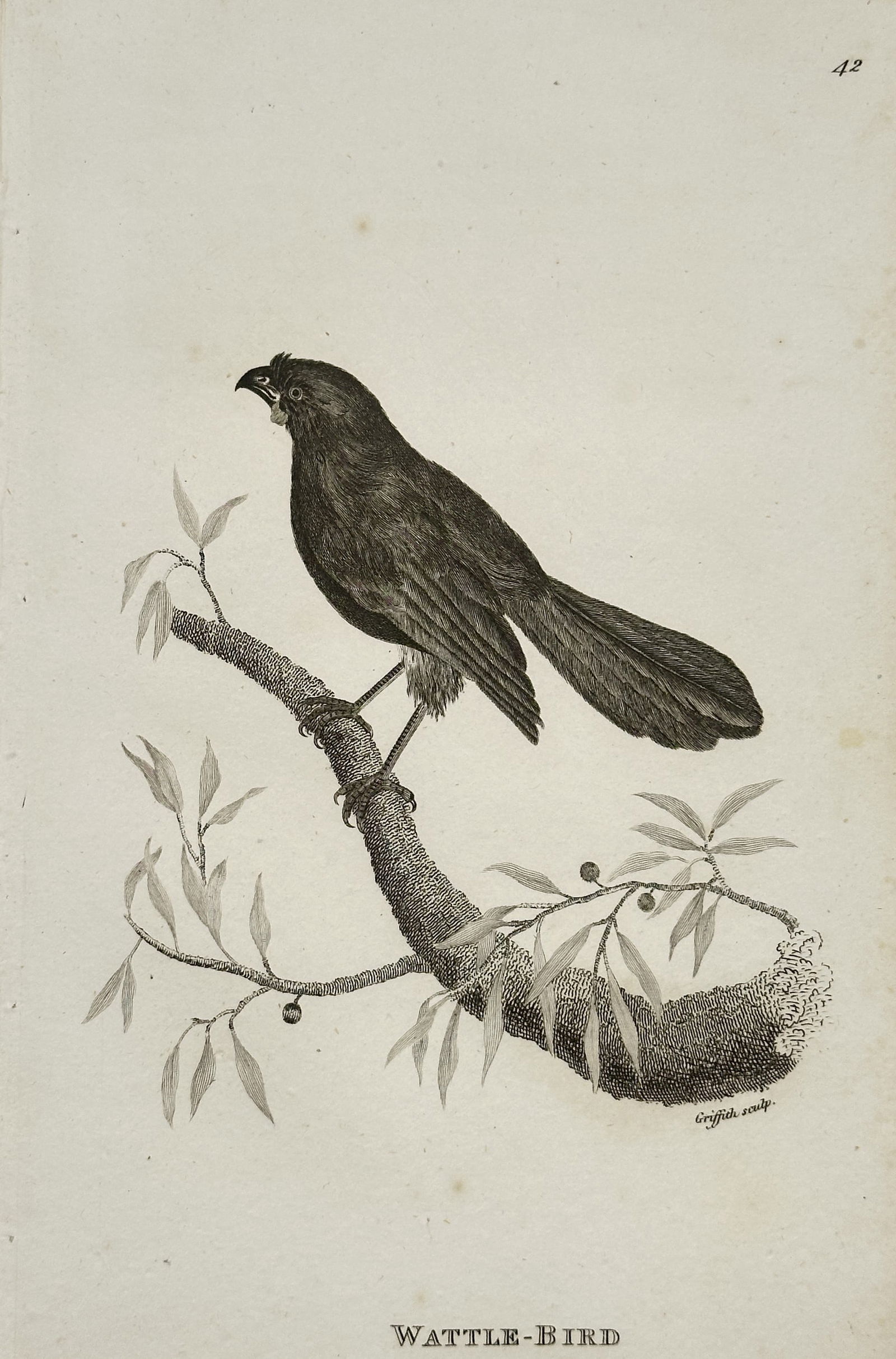George Shaw (1751–1813) – Wattle-Bird (Plate 42) – Engraving (1804): This engraving, titled "Wattle-Bird," is a natural history illustration depicting a small bird, a species of Wattlebird or other corvine passerine, perched on a branch that bears leaves and small berr