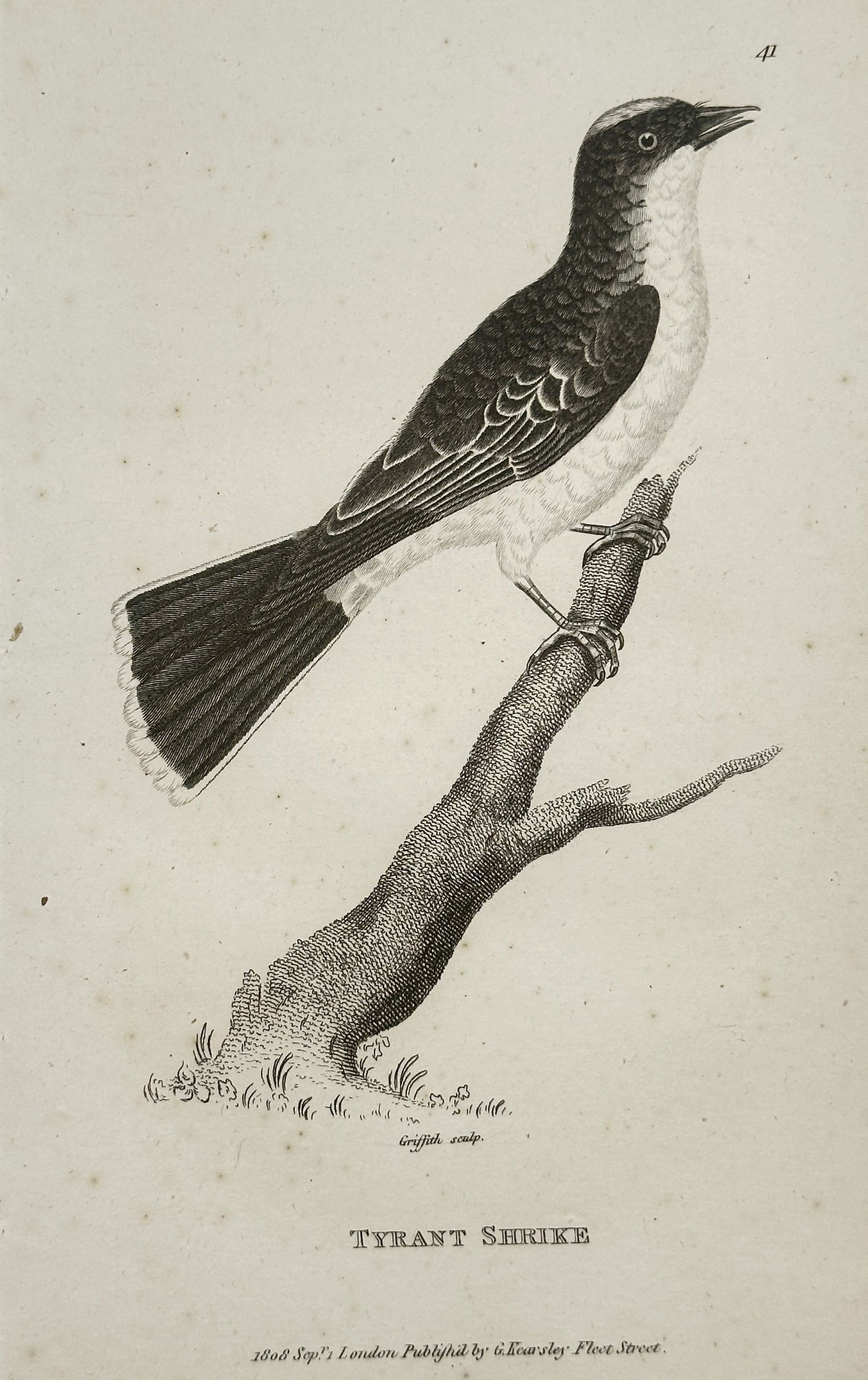 George Shaw (1751–1813) – Tyrant Shrike (Plate 41) – Engraving (1804): This engraving, titled "Tyrant Shrike," is a natural history illustration depicting a passerine bird perched on a twig, an early representation of a Tyrant Flycatcher or a Shrike species. The bird is