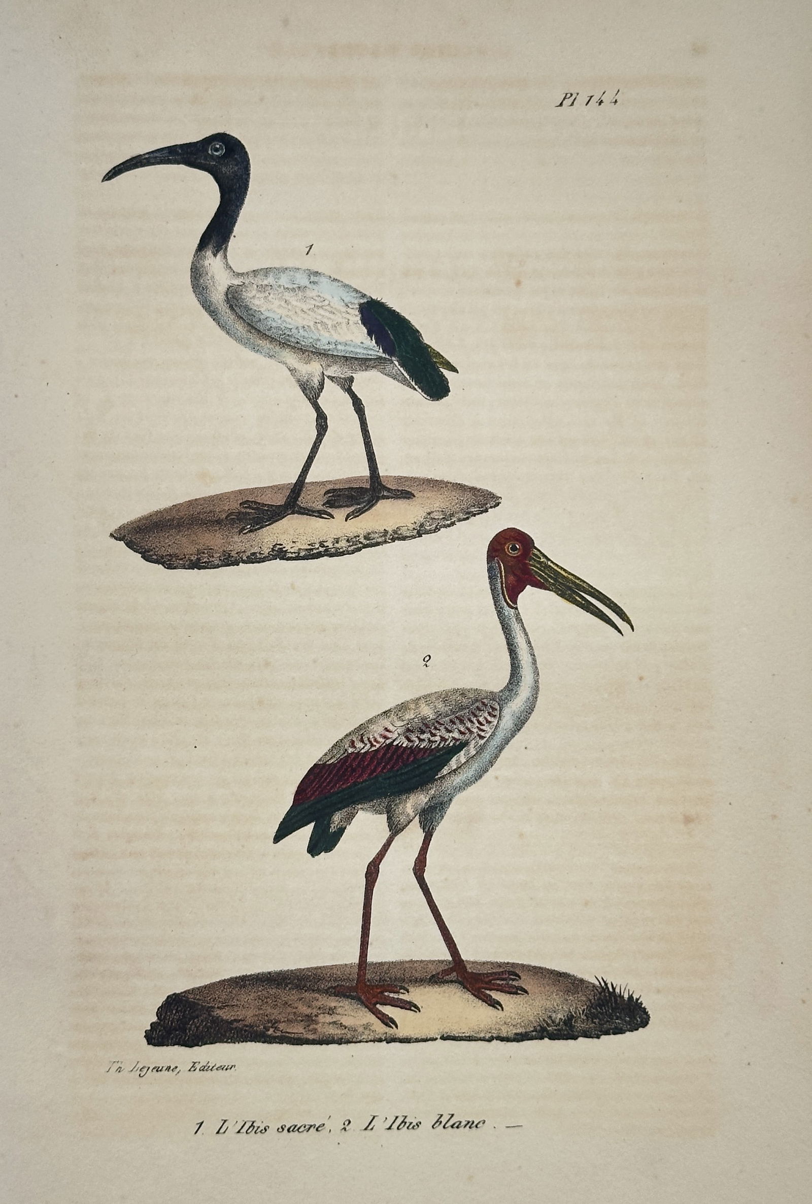 Jean-Baptiste Meunier – Sacred Ibis and White Ibis (Pl. 144) – Hand-colored lithograph (c. 1825) (1 of 2)