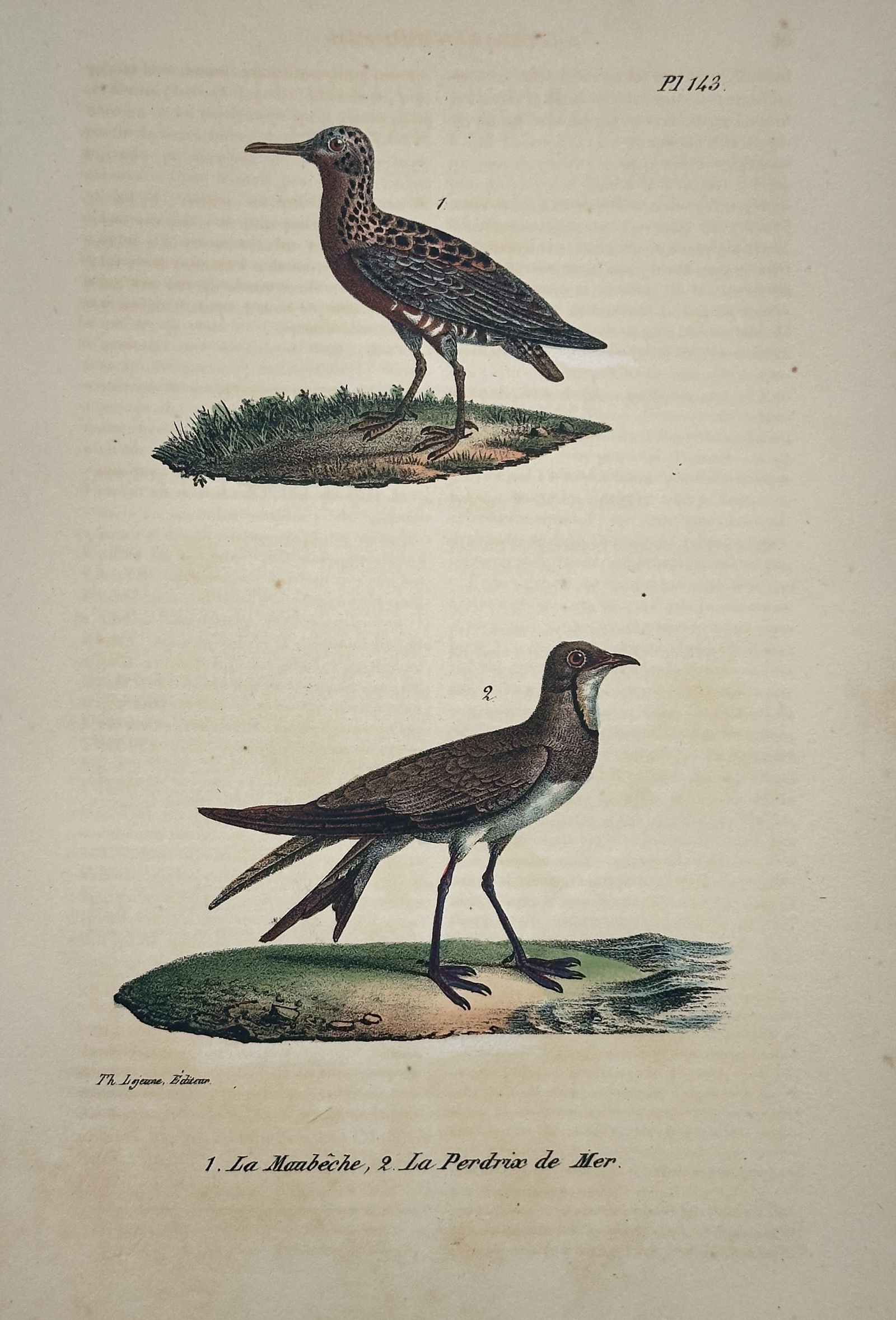 Jean-Baptiste Meunier – Red Knot and Black-bellied Plover (Pl. 143) – Hand-colored lithograph (1 of 2)