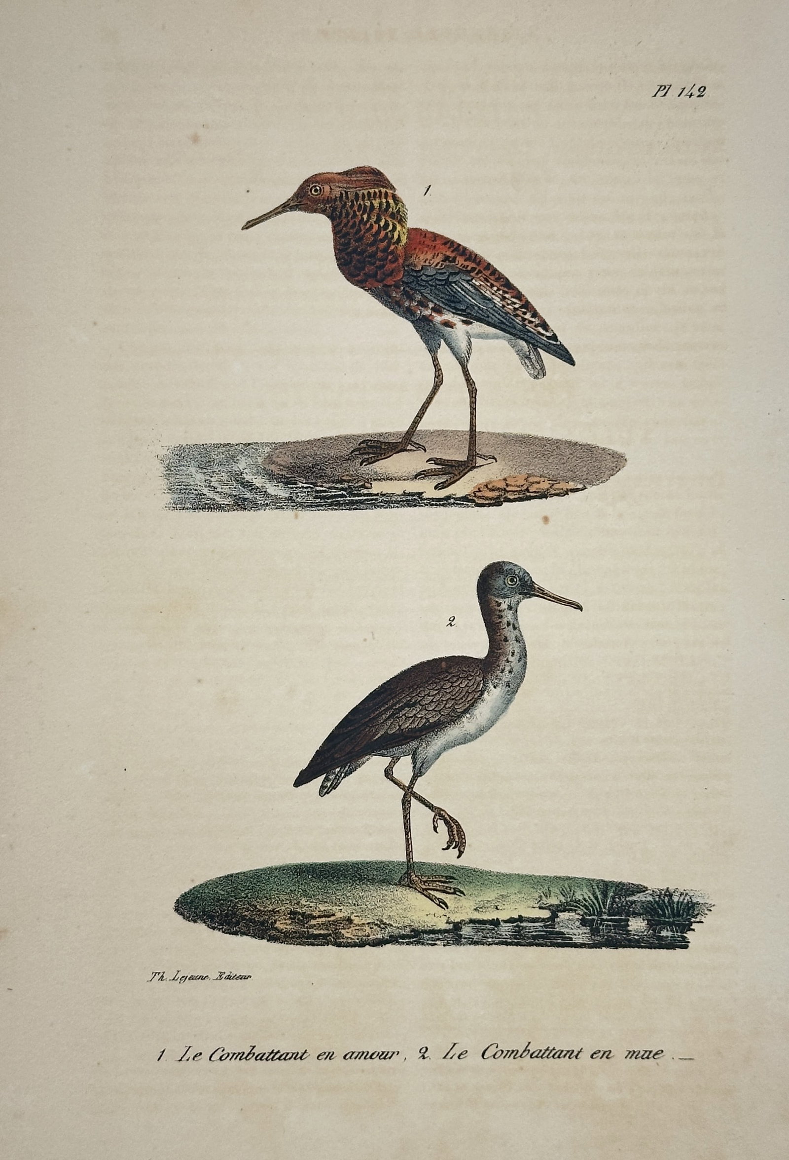 Jean-Baptiste Meunier – Le Combattant en Amour et en Mai (Ruff) (Pl. 142): This illustration is a hand-colored lithograph depicting the Ruff (Calidris pugnax), labeled by its seasonal plumage changes. Figure 1 shows Le Combattant en amour (The Ruff in mating/breeding plumage