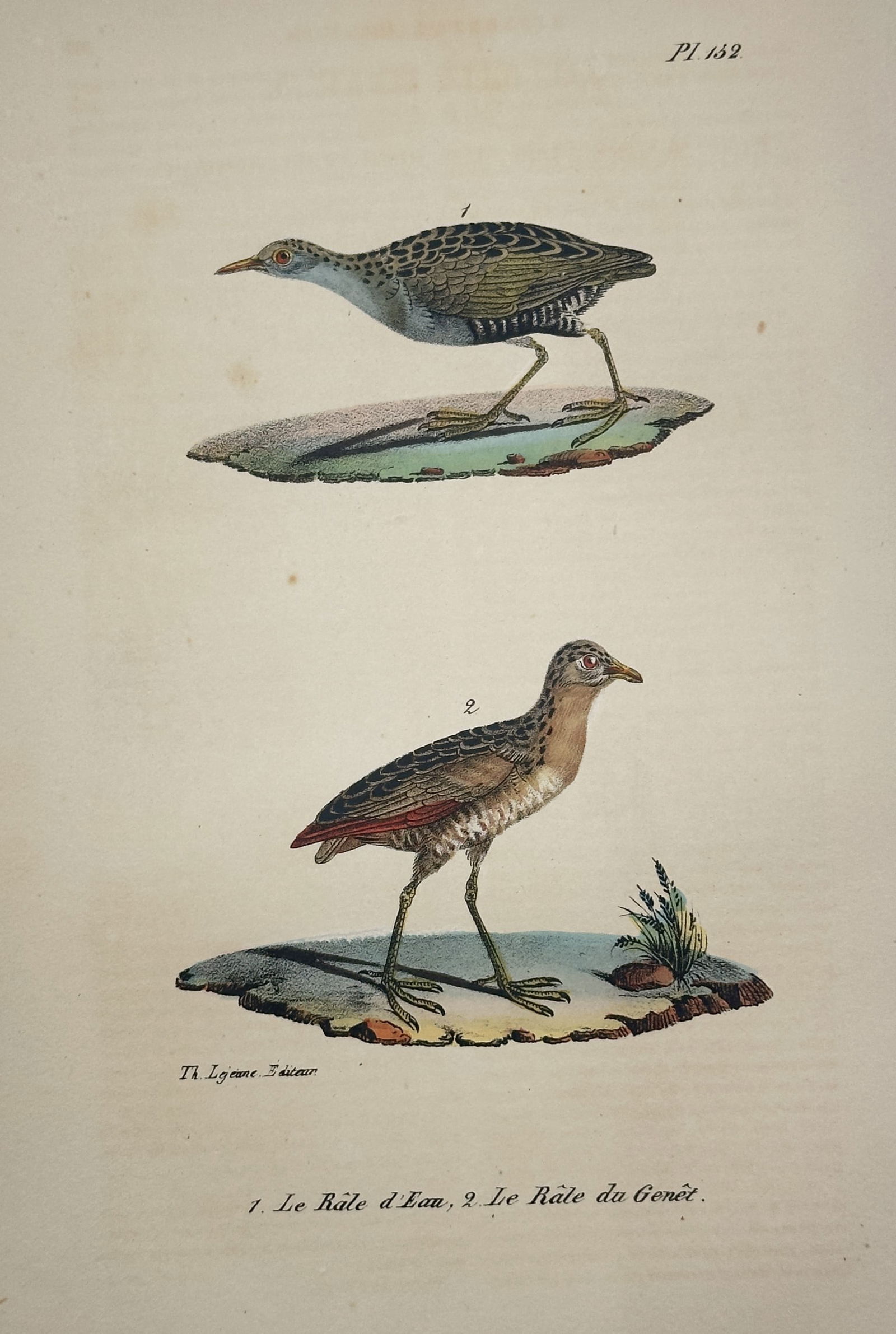 Jean-Baptiste Meunier – Water Rail and Corn Crake (Pl. 132) – Hand-colored lithograph (1 of 2)