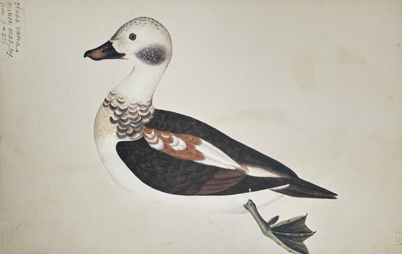 Olof Rudbeck the Younger – Long-Tailed Duck (Clangula Hyemalis) – Facsimile print printed (1 of 2)