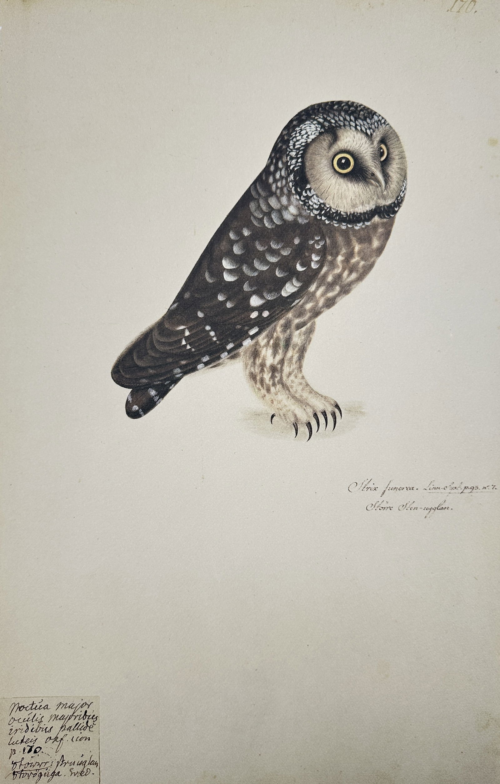 Olof Rudbeck the Younger – Short-eared Owl (Asio flammeus) – Facsimile print printed (1 of 2)