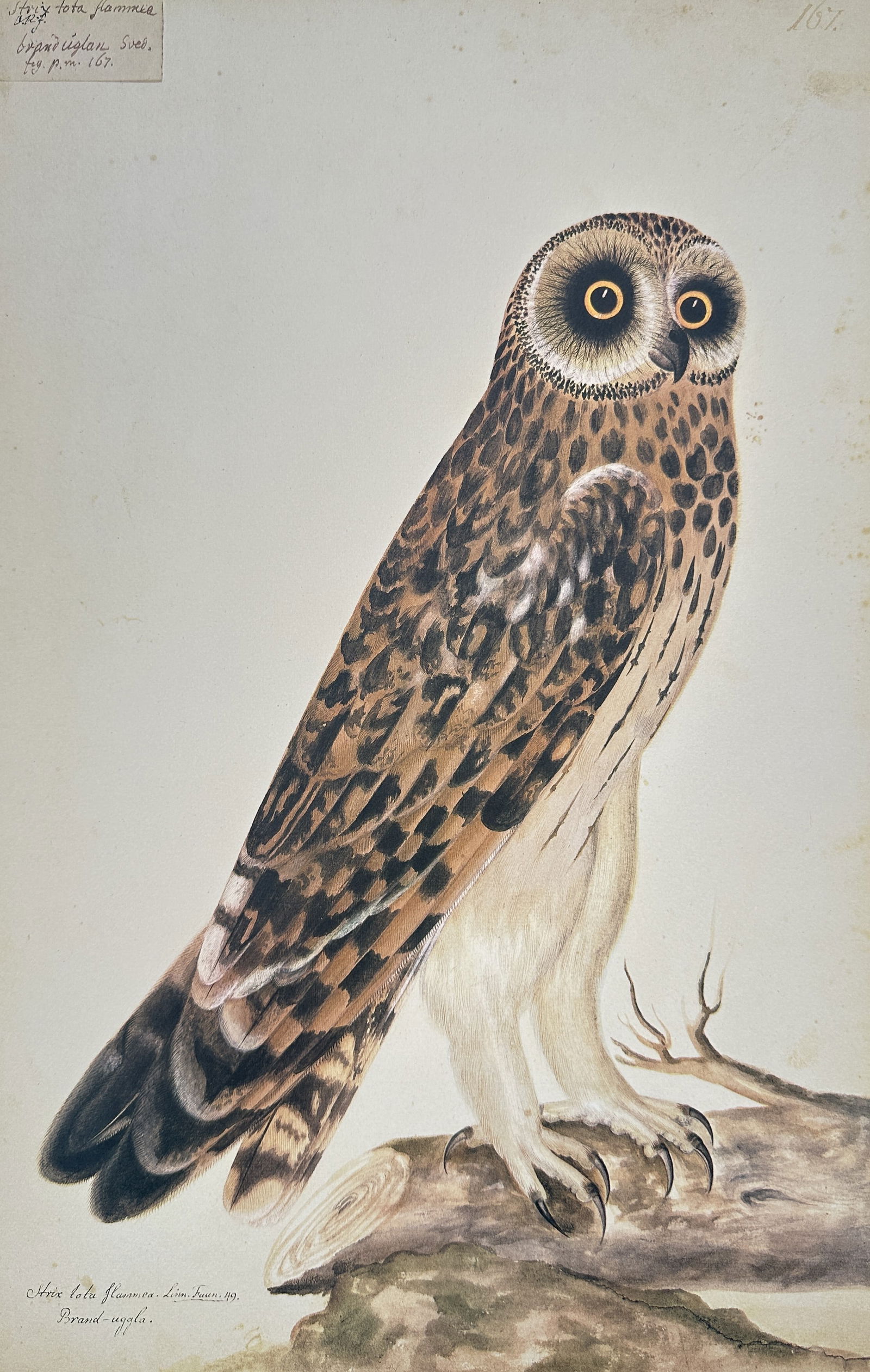 Olof Rudbeck the Younger – Short-eared Owl (Asio Flammeus) – Facsimile print (1 of 2)