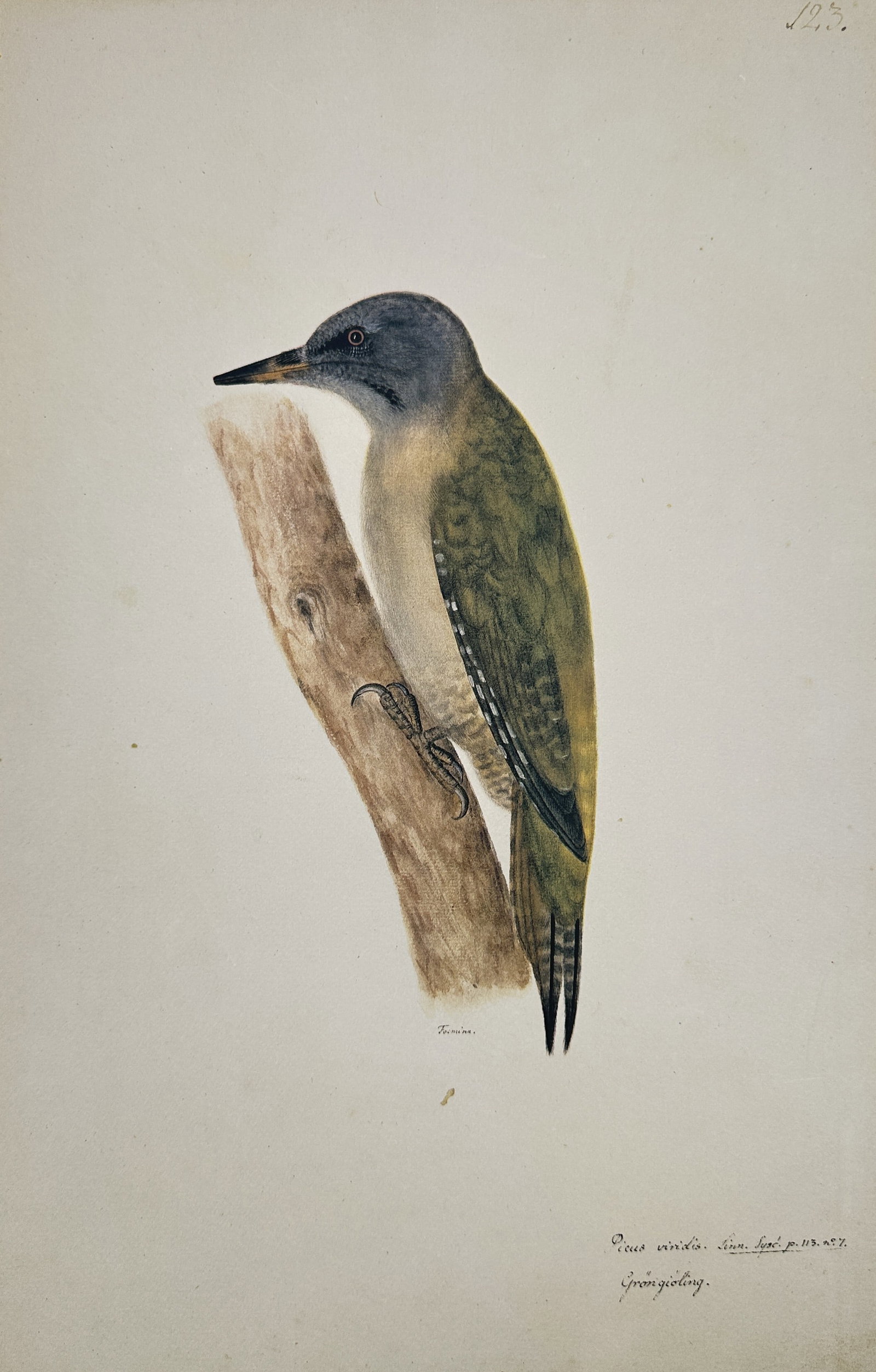 Olof Rudbeck the Younger – European Green Woodpecker (Picus Viridis) – Facsimile print: This print is a facsimile print printed on quality paper (20th Century), reproducing an original illustration of a woodpecker perched on a branch. The bird is identified by the handwritten text as Pic