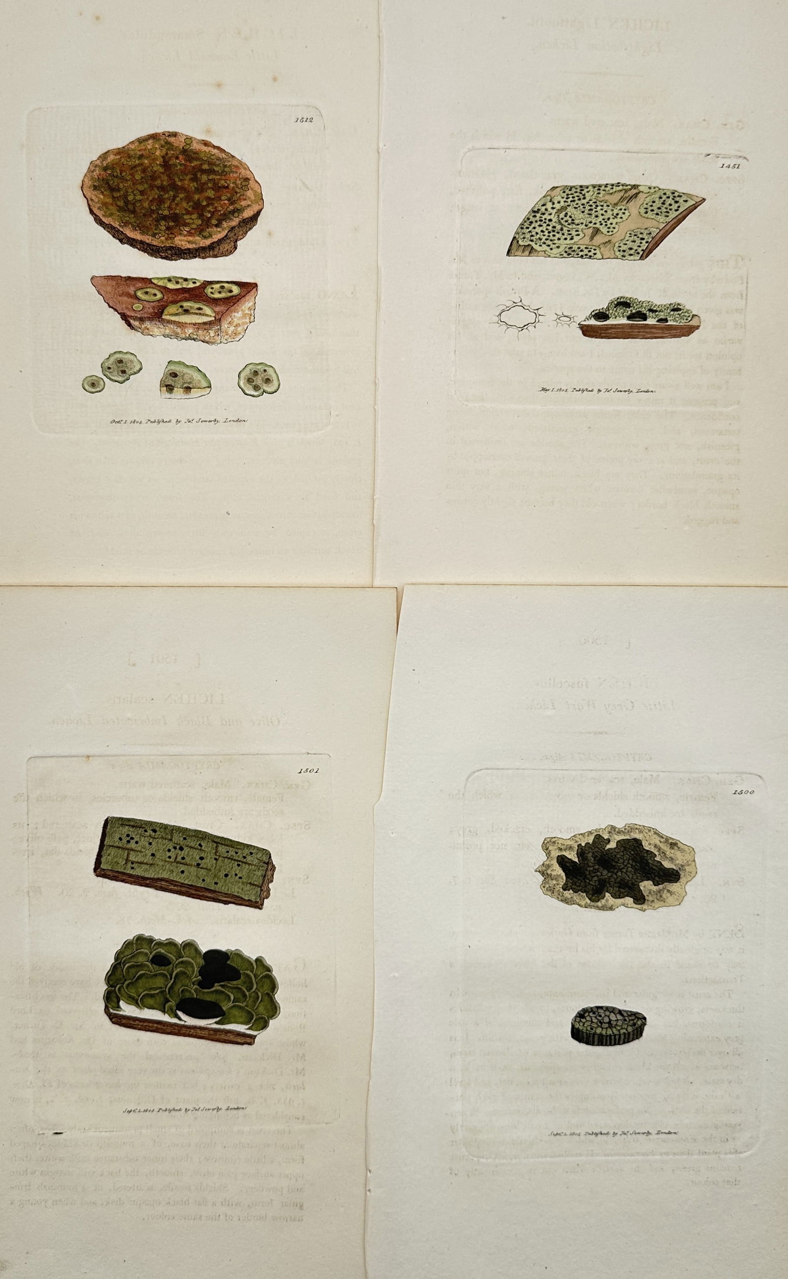 James Sowerby – Set of 4: Illustrations of Lichens – Engraving, hand-colored (1805) (1 of 2)