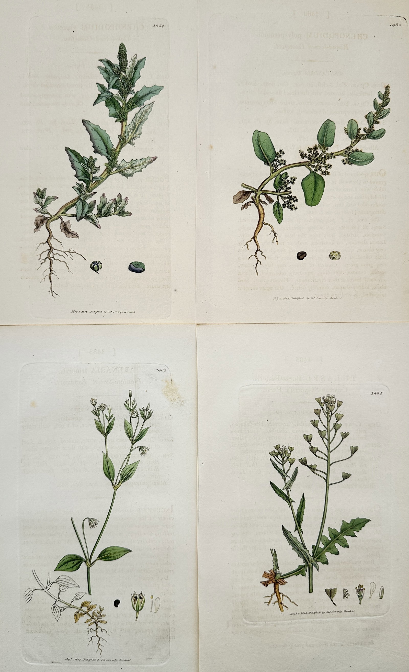 James Sowerby – Set of 4: Botanical Plants from English Botany – Engraving (1 of 2)