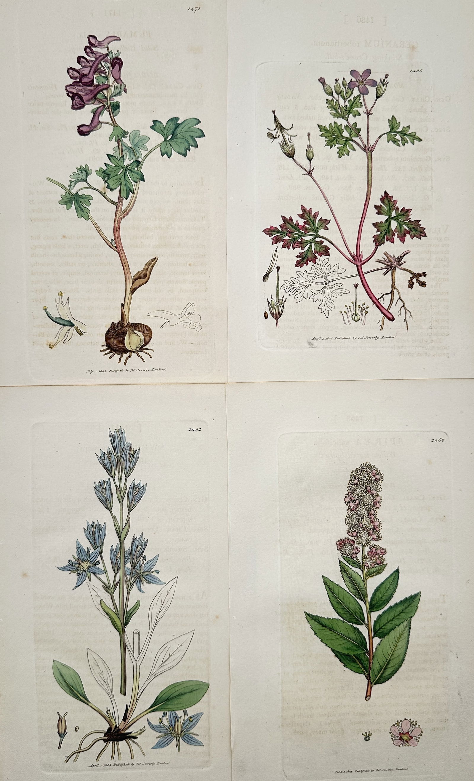 James Sowerby – Set of 4: Botanical Illustrations of English Flowering Plants – Engravin (1 of 2)