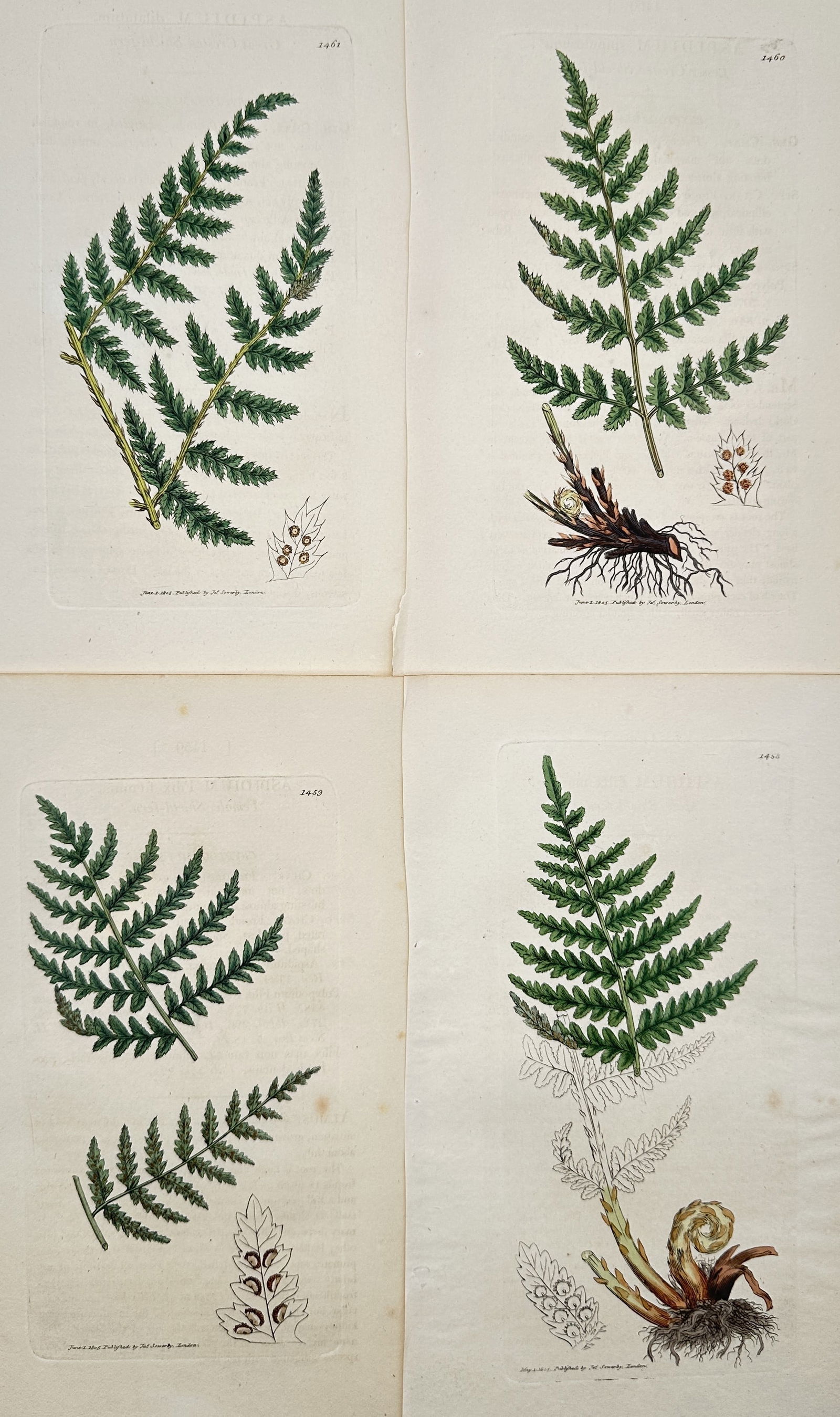 James Sowerby – Set of 4: Botanical Illustrations of English Ferns – Engraving (1 of 2)