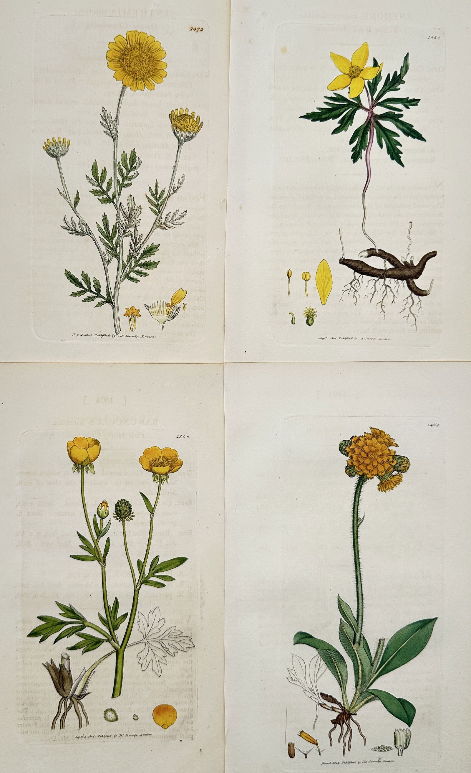 James Sowerby – Set of 4: Botanical Illustrations of English Yellow-Flowering Plants (1 of 2)