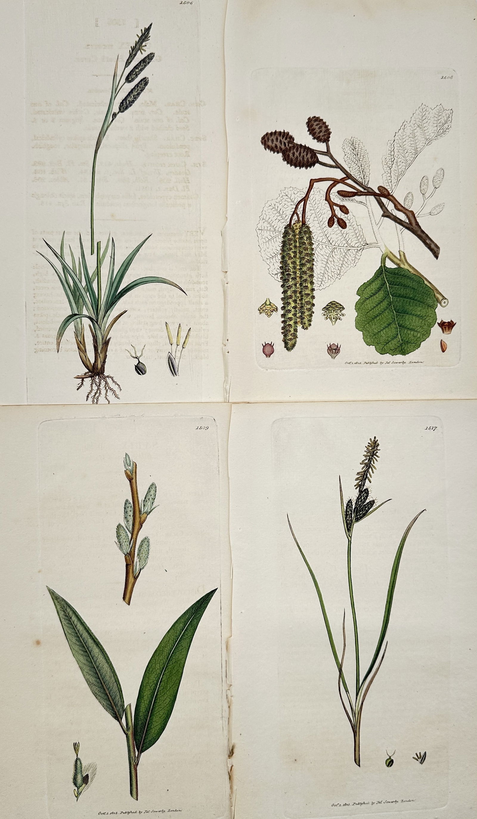 James Sowerby – Set of 4: Botanical Illustrations of English Sedges, Grasses, and Woody Plants (1 of 2)
