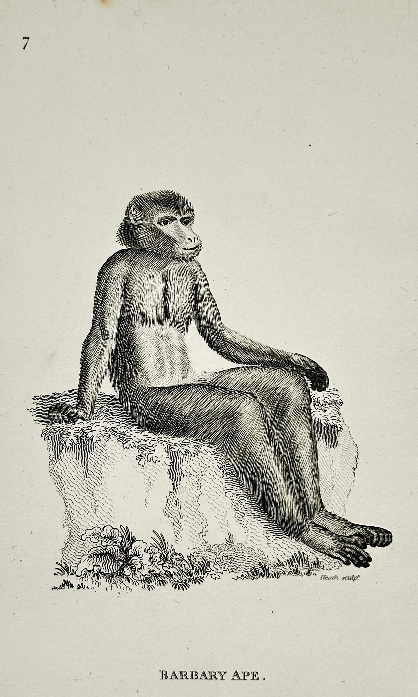 George Shaw (1751–1813) – Zoological Illustration of a Barbary Ape – Engraving (Circa 1800): This engraving is a zoological illustration featuring a single Barbary Ape (Macaca sylvanus), also known as the Barbary Macaque. The primate is shown seated on a rock or small mound, depicted with a f