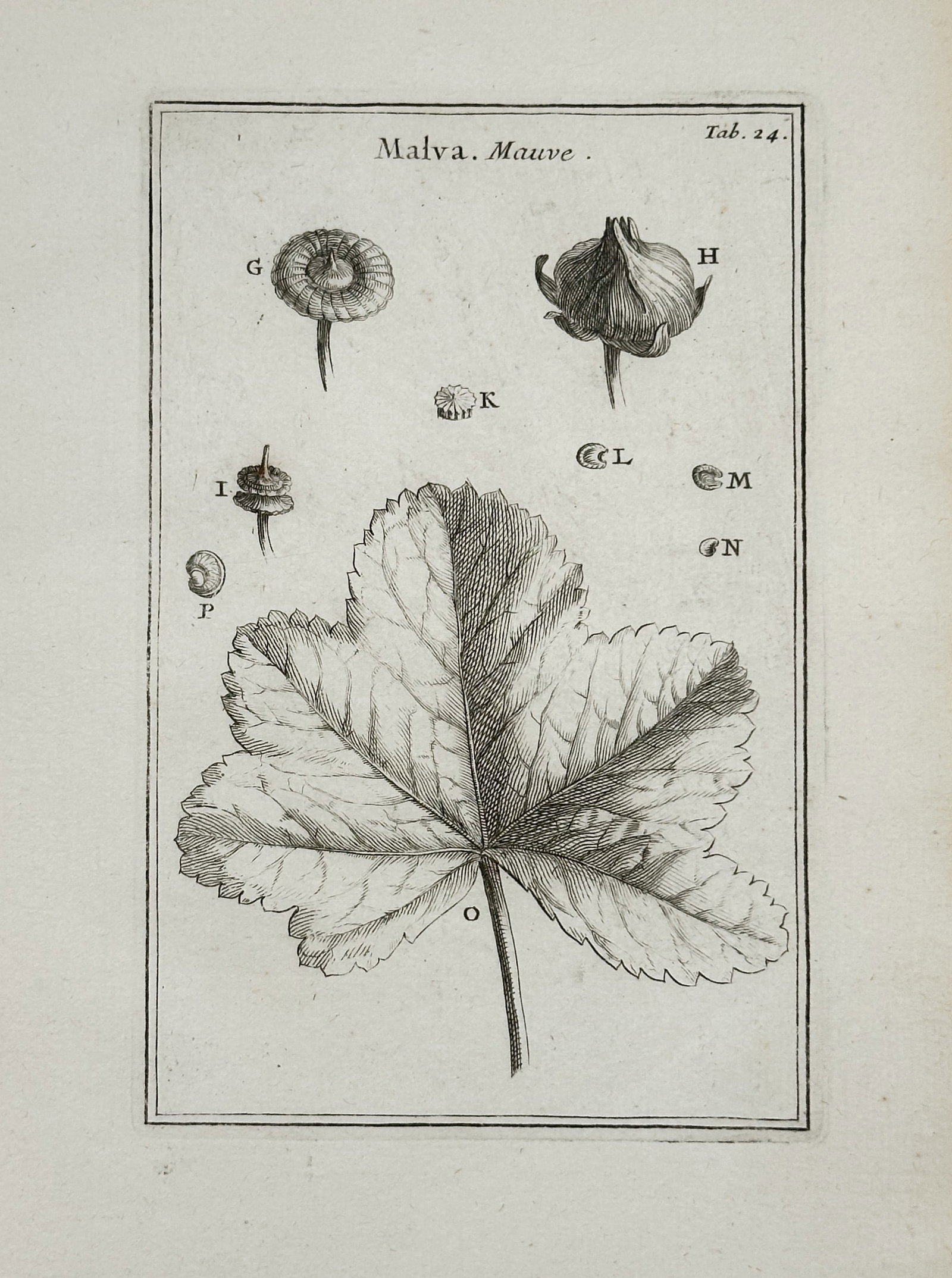 Joseph Pitton de Tournefort – Malva, Mauve (Mallow Leaf and Fruit) – Engraving (18th Century): This engraving, titled "Malva, Mauve" (referring to the Mallow genus), is a botanical illustration depicting the characteristic large, lobed leaf of the Mallow plant. The plate also includes detailed 