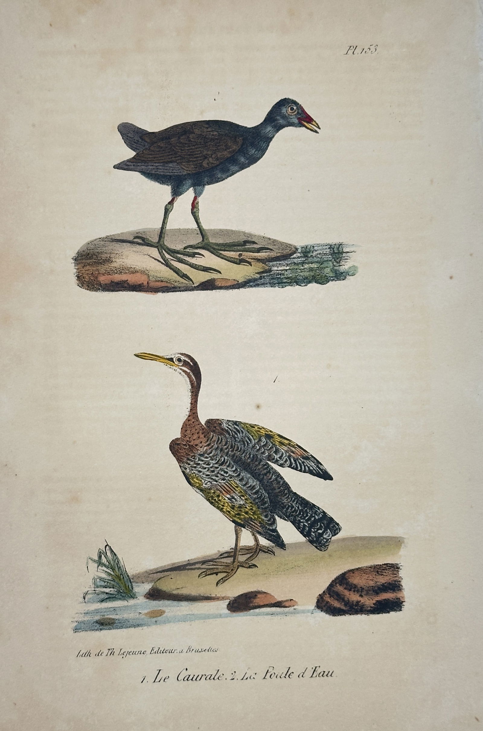 Jean-Baptiste Meunier – Courale and Moorhen (Pl. 155) – Hand-colored lithograph (c. 1825) (1 of 2)