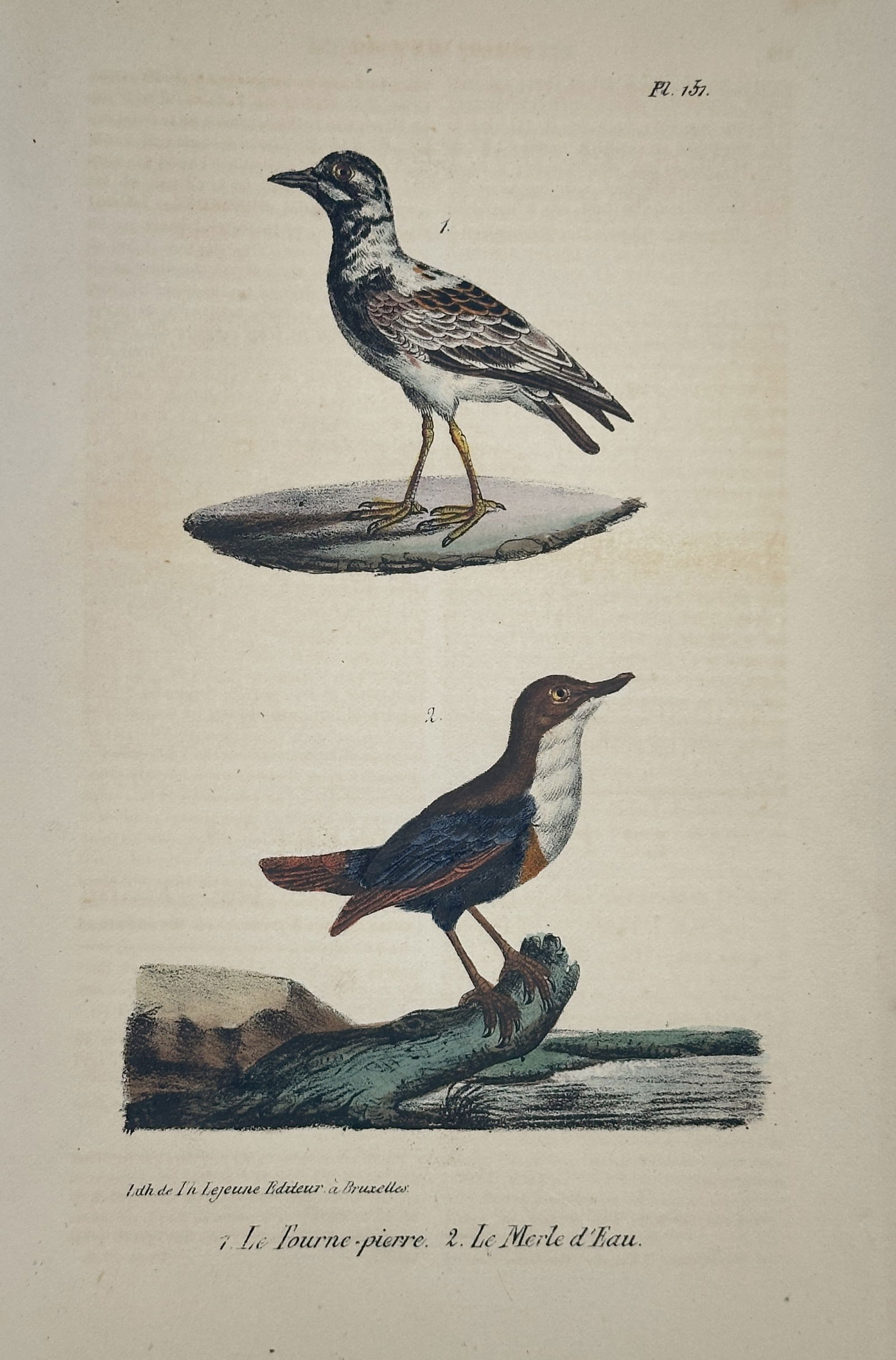 Jean-Baptiste Meunier – Turnstone and Dipper (Pl. 137) – Hand-colored lithograph (c. 1825) (1 of 2)