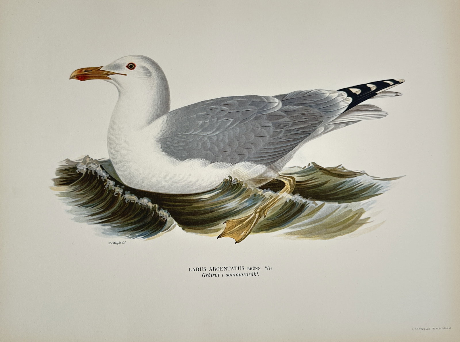 Magnus von Wright (1805–1868) – Larus Argentatus (Herring Gull) – Chromolithograph (19th: This print is a detailed chromolithograph illustration of a seabird, identified by the Latin and German text as Larus Argentatus or Silbermöwe (Herring Gull). The adult bird is depicted floating on w