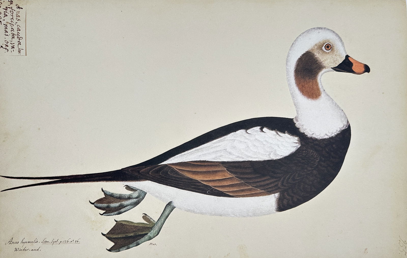 Olof Rudbeck the Younger – Long-Tailed Duck in Winter Plumage (Clangula Hyemalis) (1 of 2)