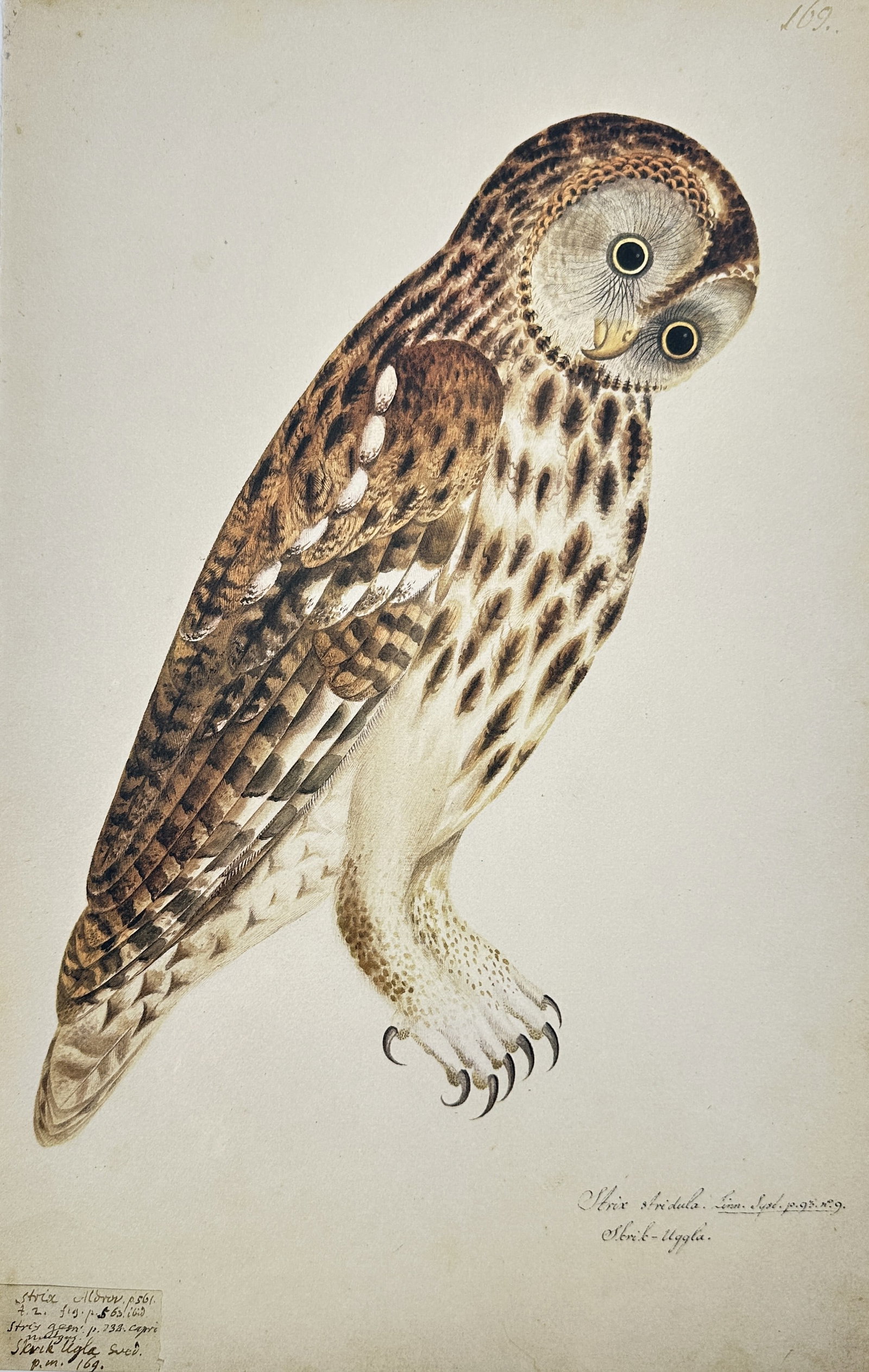 Olof Rudbeck the Younger – Hawk Owl (Surnia Ulula or Strix Funerea) – Facsimile print (1 of 2)