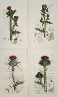 James Sowerby – Set of 4: Botanical Illustrations of English Thistles – Engraving: This set of four prints comprises hand-colored engravings of various English thistles (Carduus or Cirsium