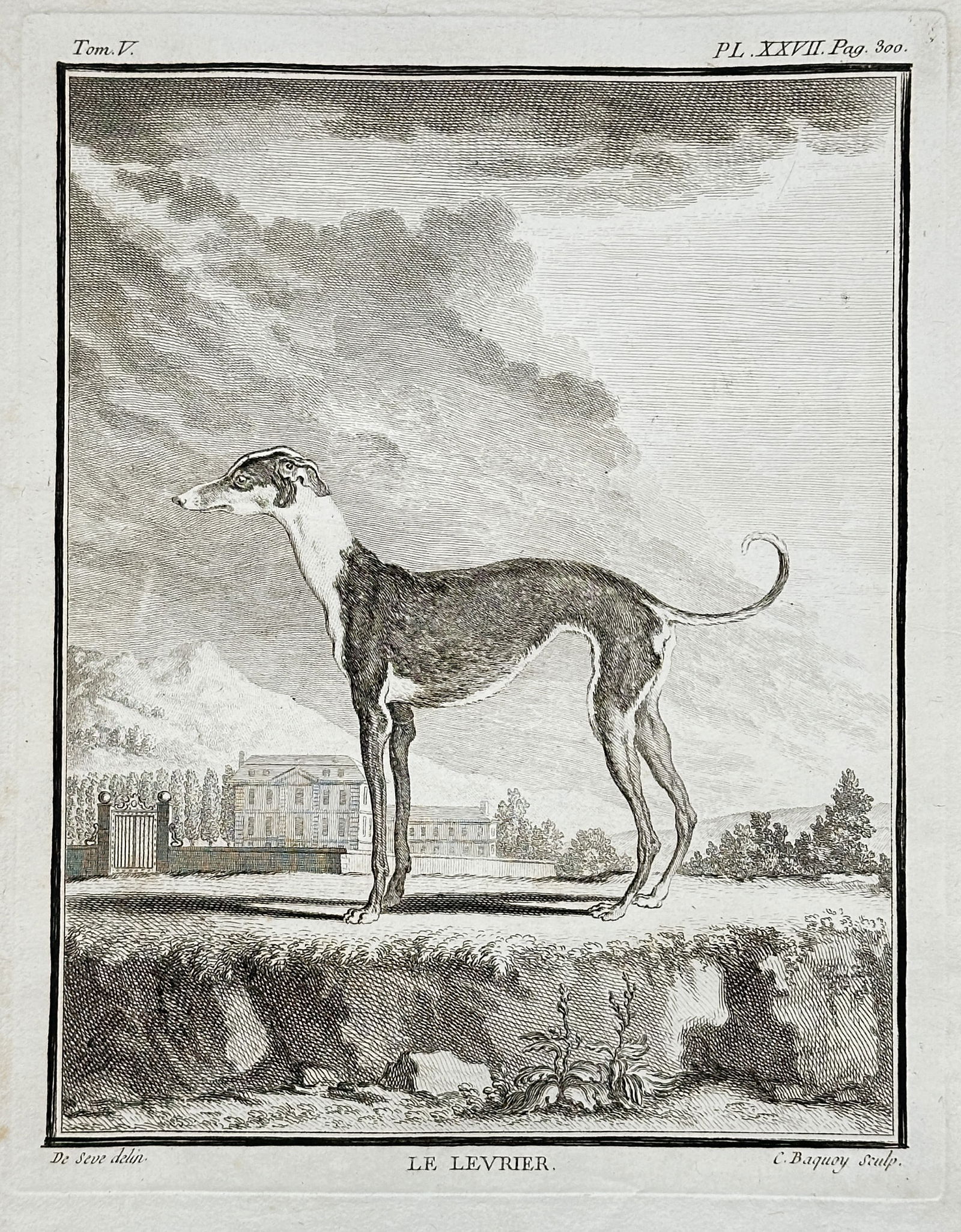 Georges-Louis Leclerc, Comte de Buffon (1707–1788) – The Greyhound (Le Levrier): This engraving depicts a Greyhound (Levrier), standing in profile on a raised foreground. The background features a fenced-off park landscape with a large, classical French country house or chateau, s