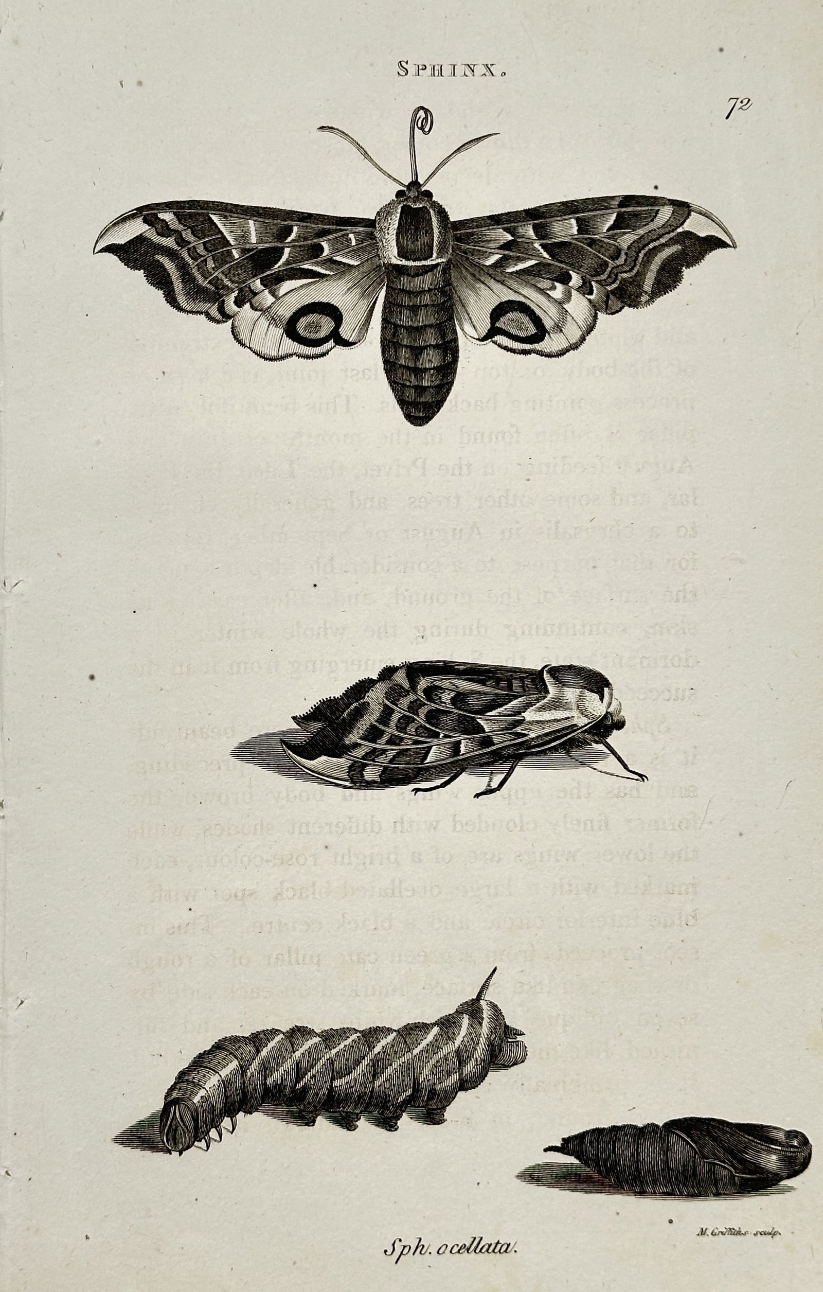 George Shaw (1751–1813) – Sphinx: Sph. ocellata (Eyed Hawk-moth) – Engraving (1806): This engraving is a detailed entomological illustration depicting the life cycle stages of the Sphinx ocellata, commonly known as the Eyed Hawk-moth. The print shows the insect in four stages: the adu