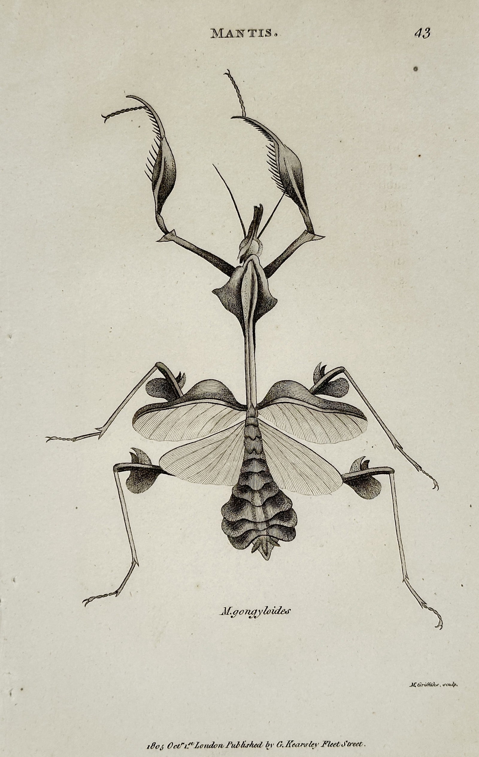 George Shaw (1751–1813) – Mantis: M. gongylodes (Wandering Violin Mantis) – Engraving: This engraving is a detailed entomological illustration depicting the Mantis gongylodes, commonly known as the Wandering Violin Mantis or Indian Rose Mantis, an insect native to southern India and Sri