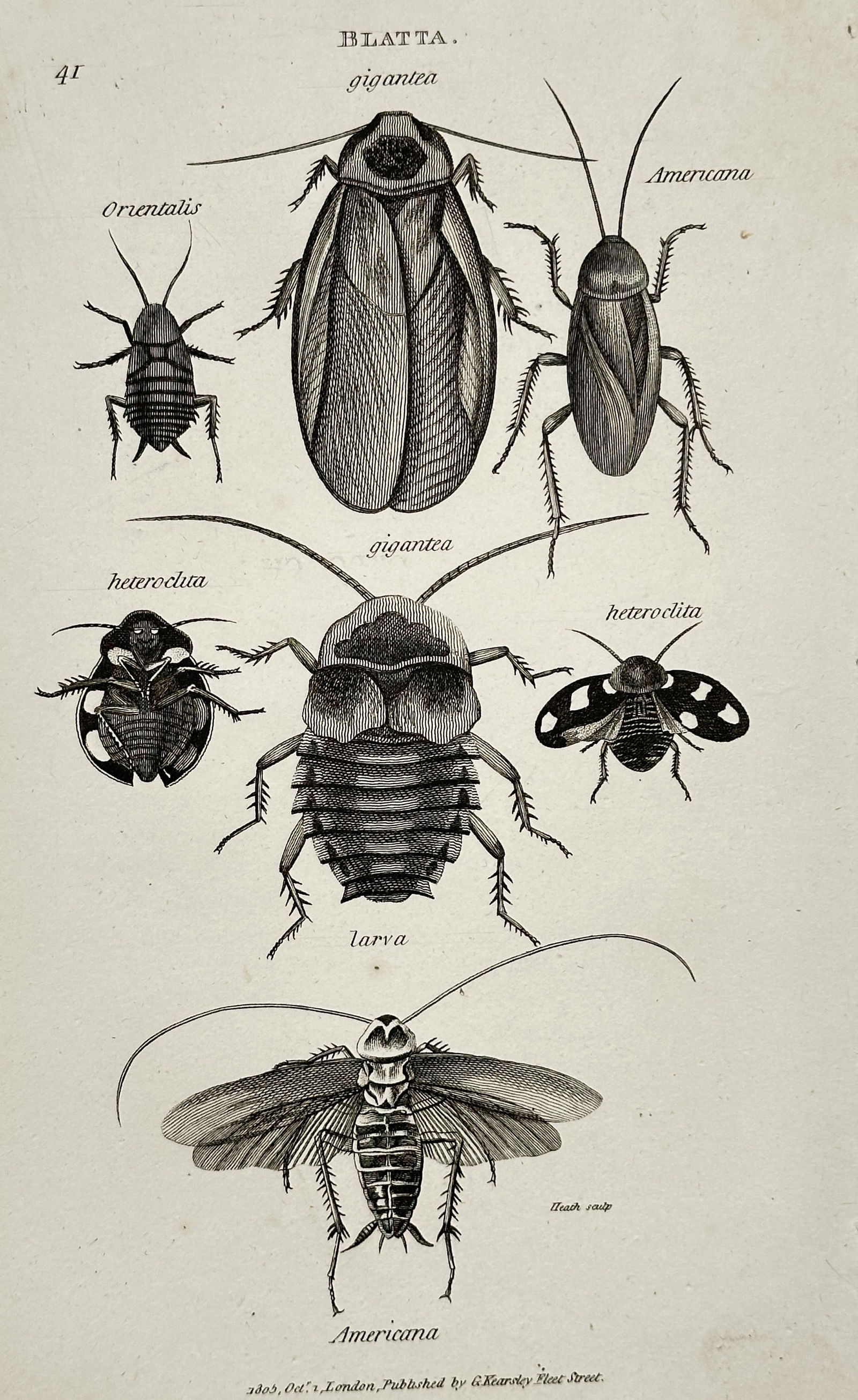 George Shaw (1751–1813) – Blatta: Gigantea, Orientalis, Americana, and Heteroclitica: This engraving is a detailed entomological illustration depicting various species and life stages of Blatta (Cockroaches). The plate features several species, including gigantea (the giant cockroach),