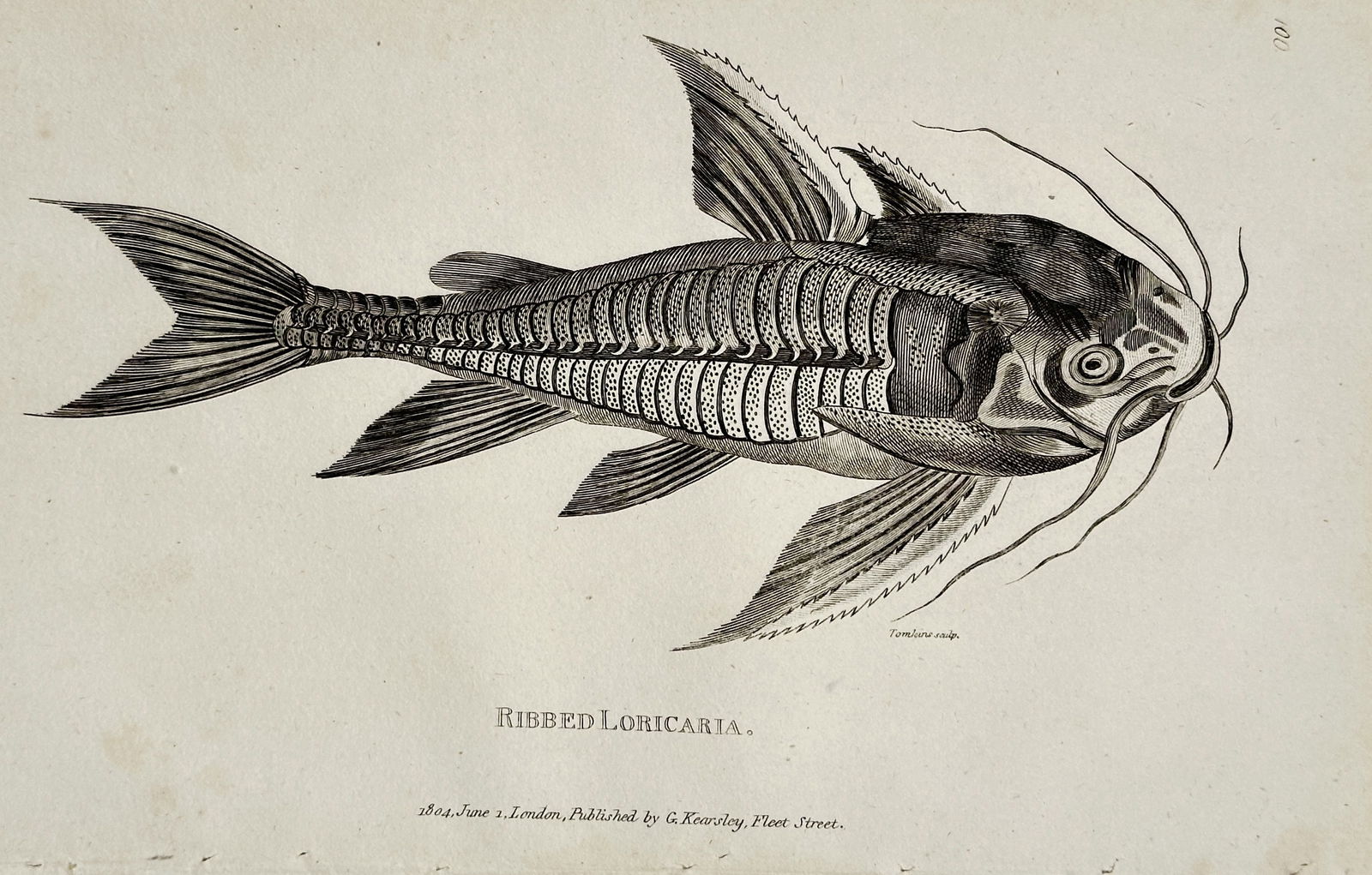 George Shaw (1751–1813) – Ribipdloricaria – Engraving (1805): This engraving is a detailed ichthyological illustration depicting a Ribipdloricaria, referring to a species of armored catfish from the Loricariidae family, characterized by its protective bony plate