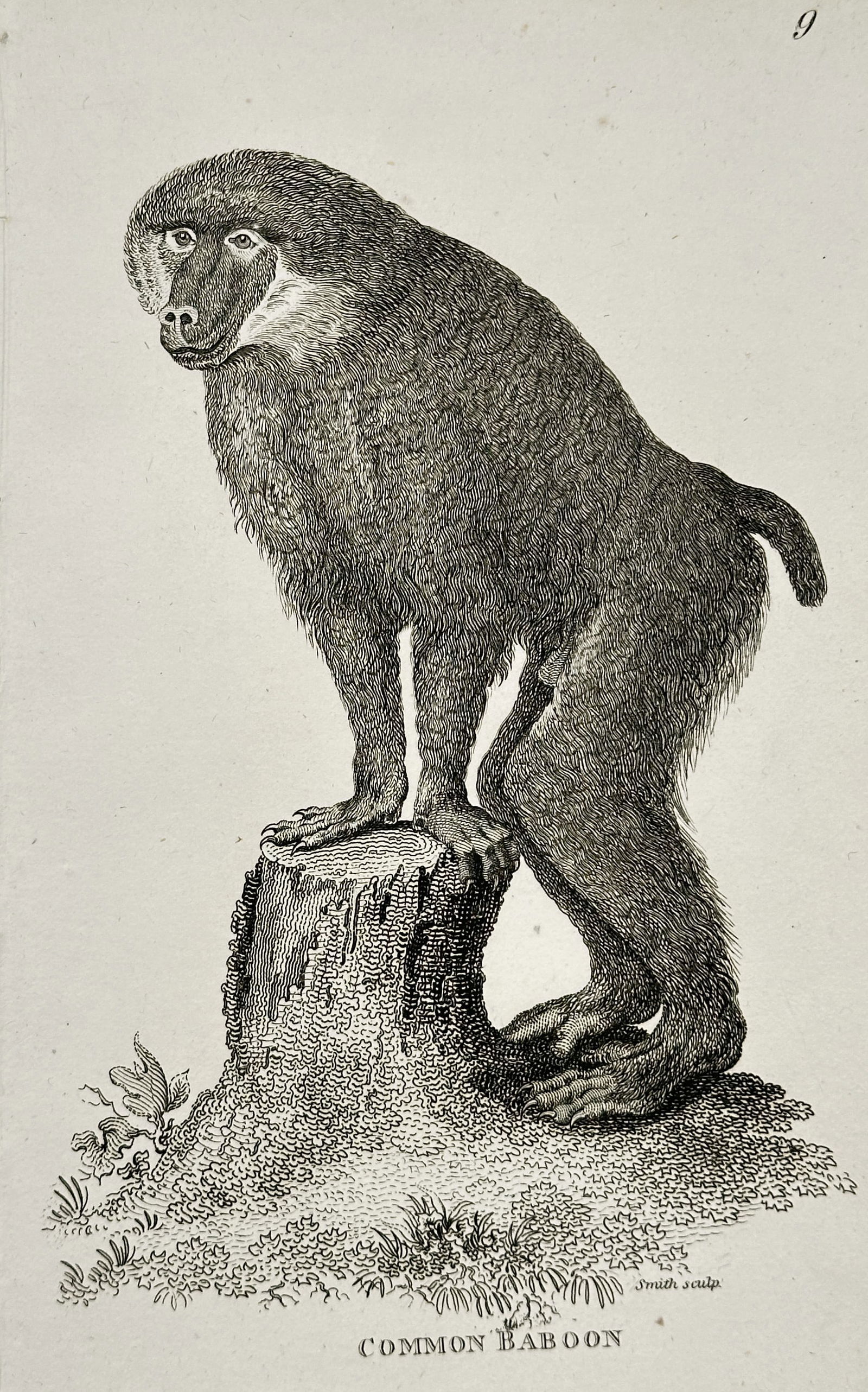George Shaw (1751–1813) – Common Baboon – Engraving (circa 1800) (1 of 2)