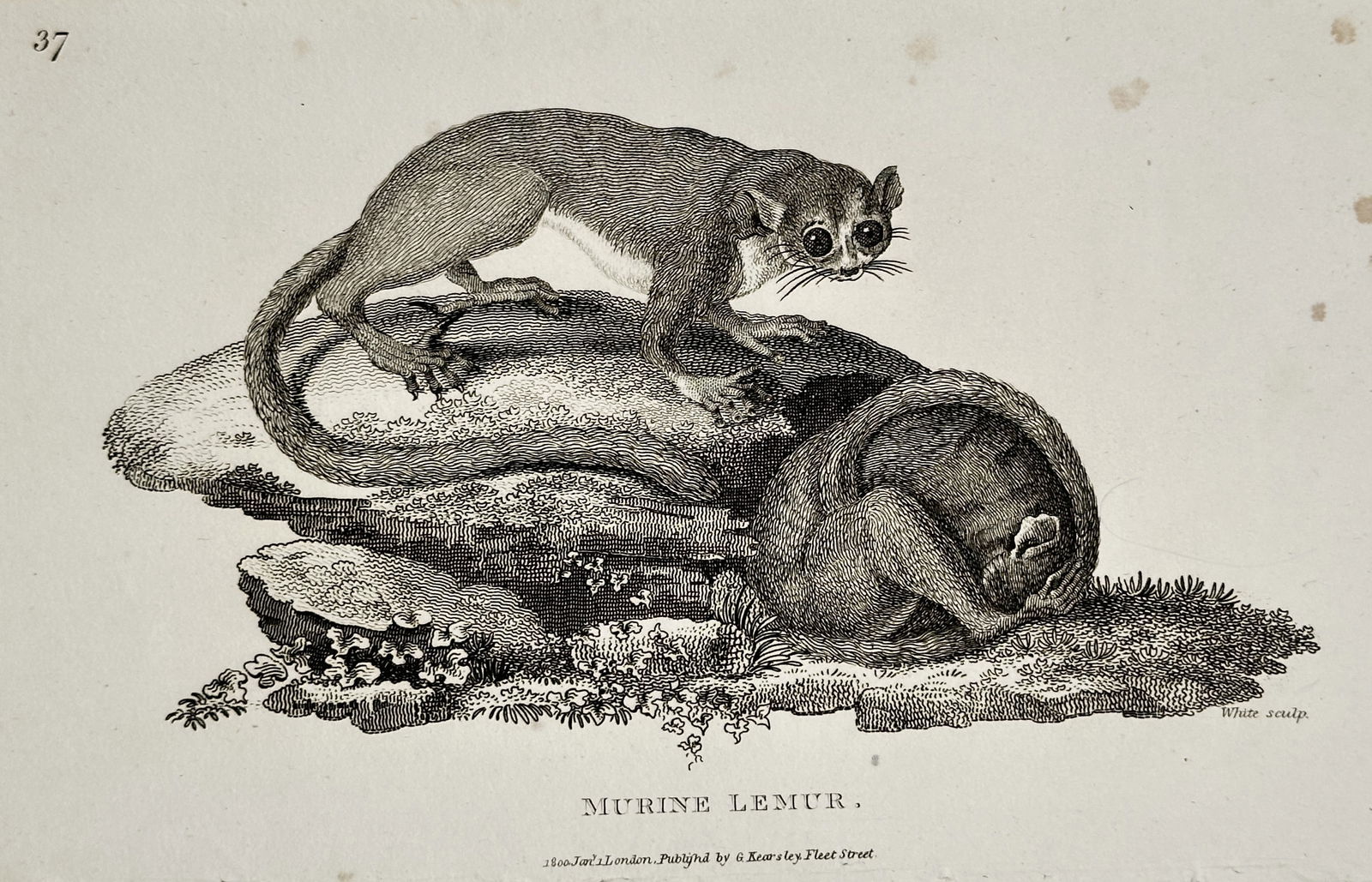 George Shaw (1751–1813) – Murine Lemur – Engraving (circa 1800): This engraving is a zoological illustration depicting two Murine Lemurs (Mouse Lemurs), small nocturnal primates native to Madagascar. One lemur is shown alertly perched on a rock, while the other is