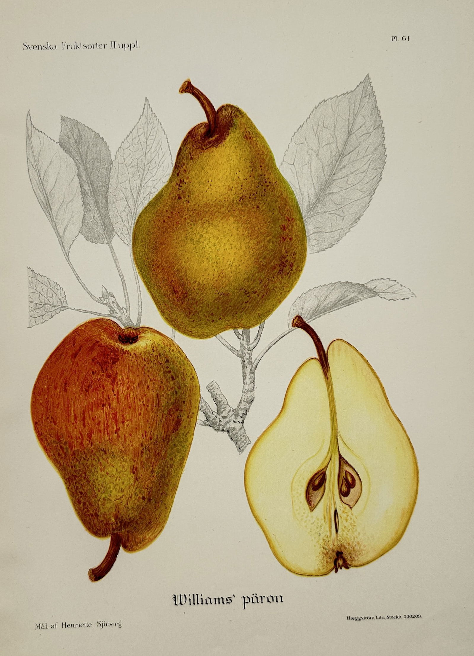 Henriette Sjöberg – Williams' Pear (Williams' päron) – Chromolithograph (circa 1886–1910) (1 of 2)