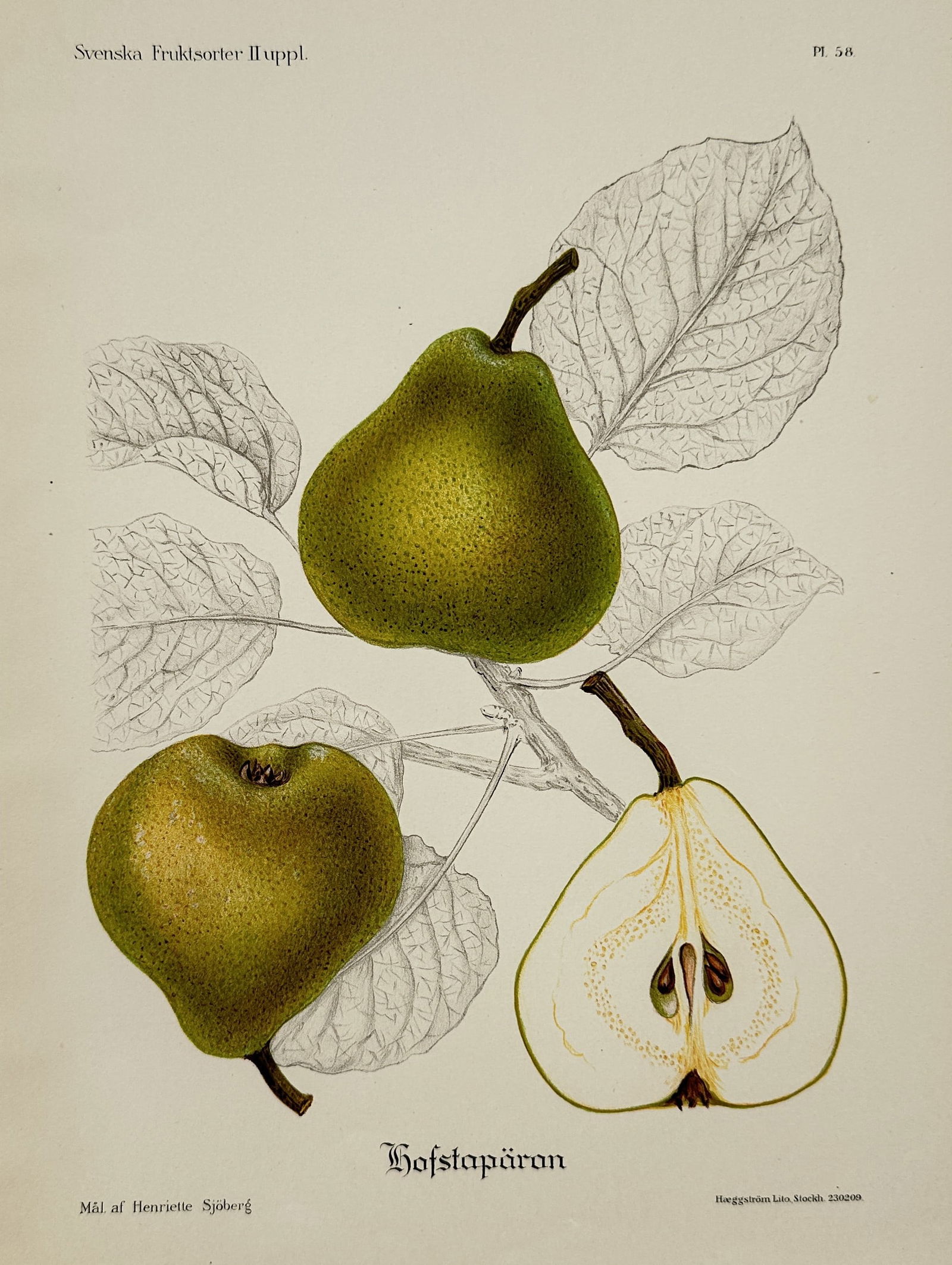 Henriette Sjöberg – Hovstop Pear (Hofstopäron) – Chromolithograph (circa 1886–1910) (1 of 2)