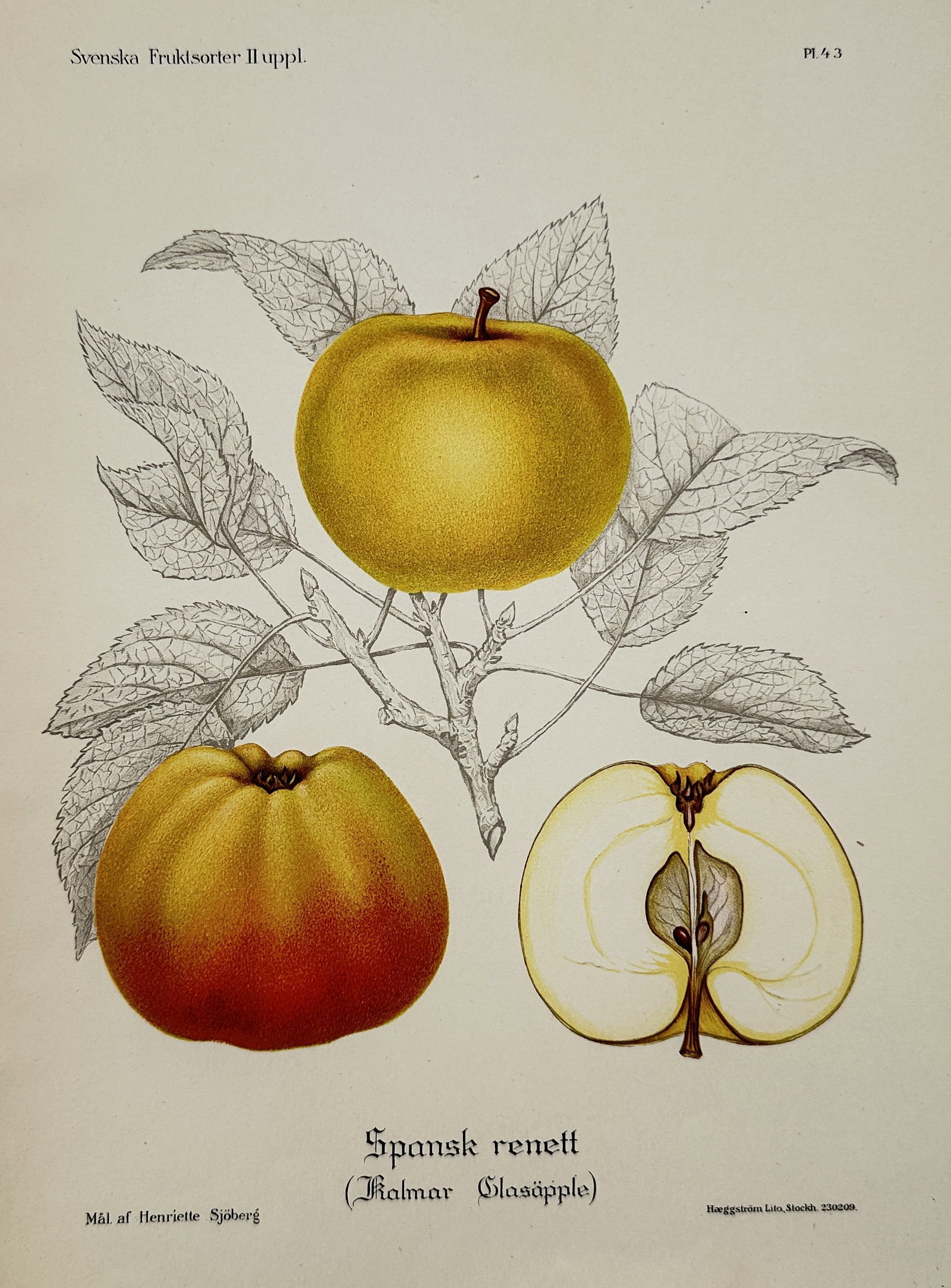 Henriette Sjöberg – Spanish Reinette (Spansk renett) (Malmö Glassapple) – Chromolithograph: This print is a detailed botanical illustration depicting the Spanish Reinette (Spansk renett), also known as the Malmö Glassapple (Malmö Glassäpple), a specific apple cultivar (Malus domestica). T