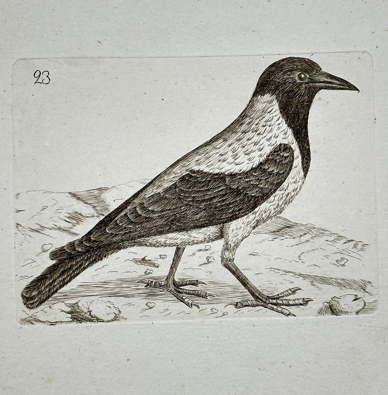 Unknown Artist – Hooded Crow (Corvus cornix) – Engraving (18th Century): This engraving is a detailed zoological illustration of a Hooded Crow (Corvus cornix), depicted in profile standing on rocky ground. The print clearly shows the bird's characteristic plumage contrast: