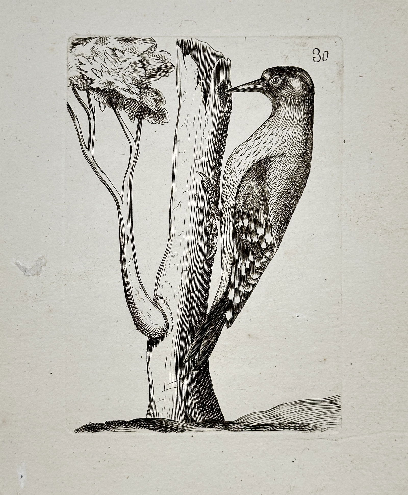 Unknown Artist – Green Woodpecker (Picus viridis) – Engraving (18th Century) (1 of 2)